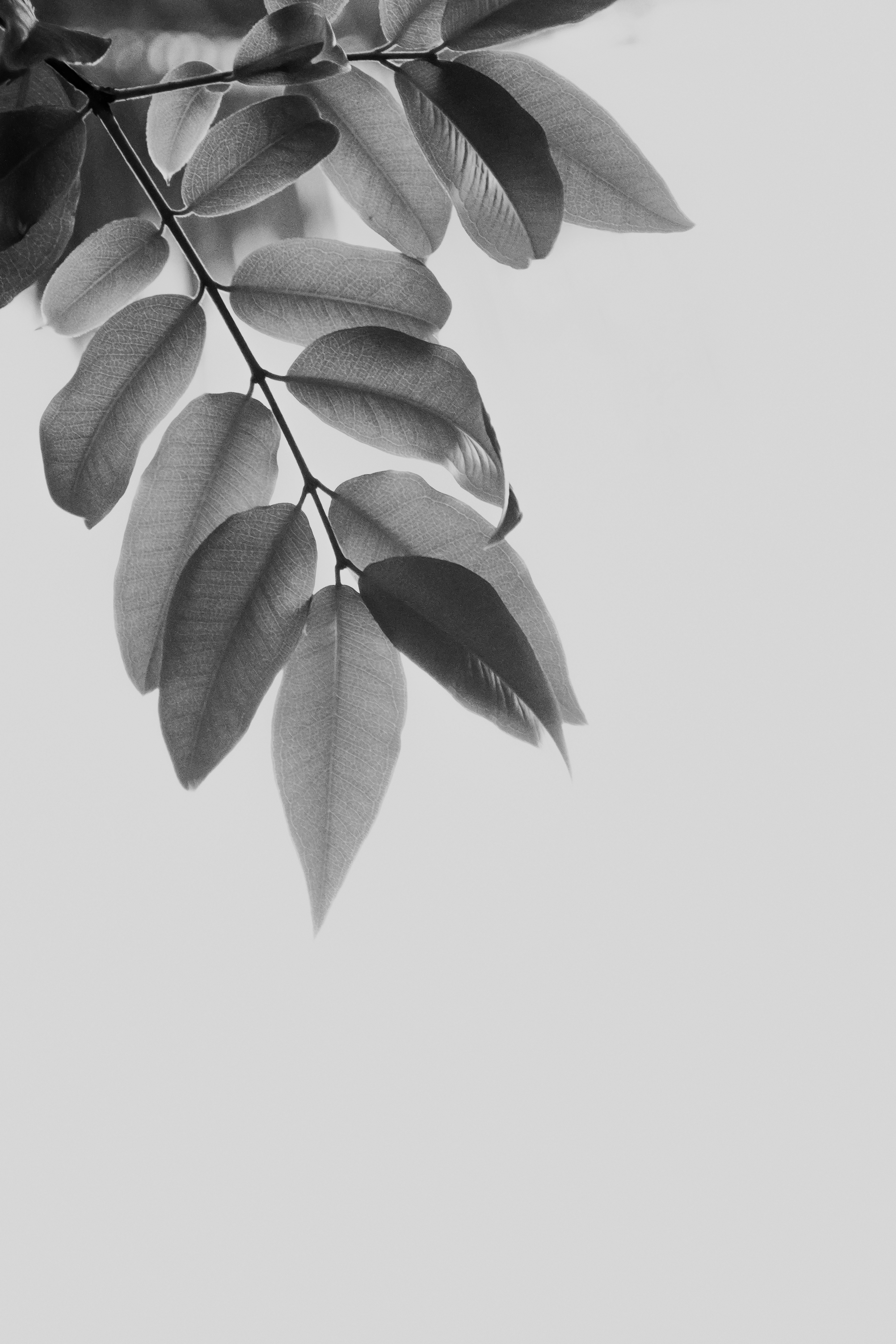 5467x8192 Plant Leaves in Black and White Photography · Free
