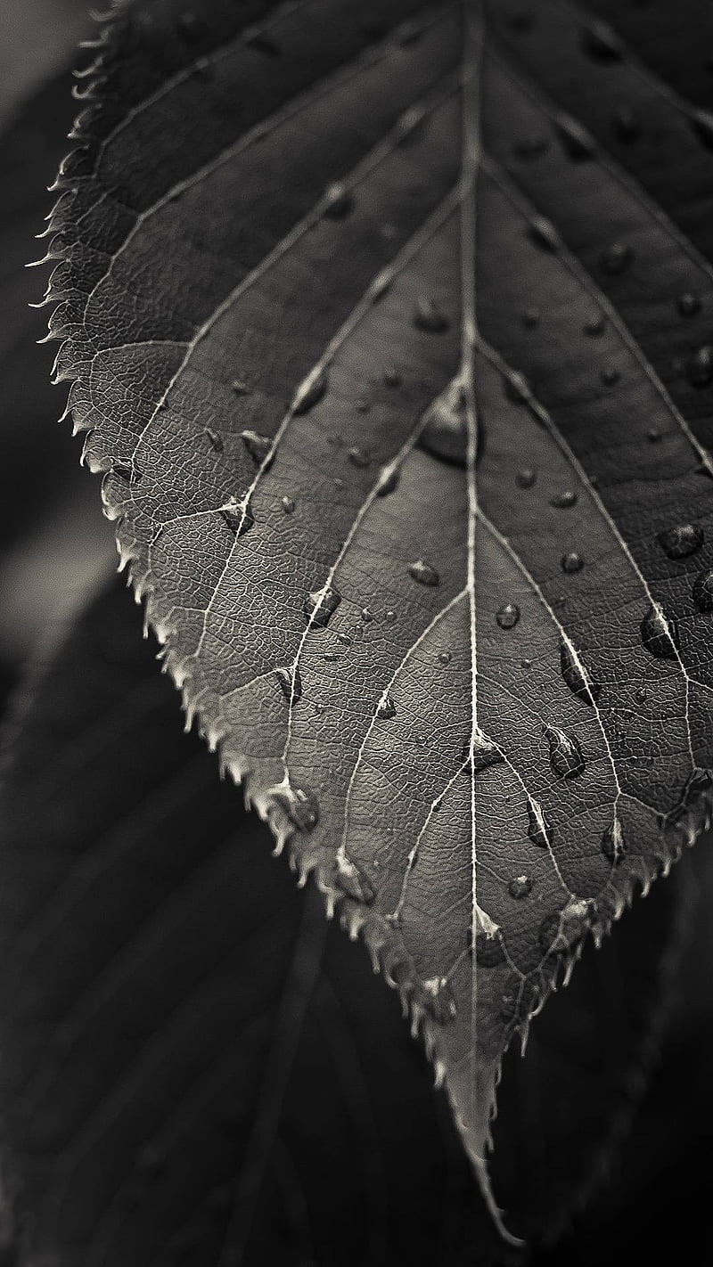 800x1422 LEAF, black, leaves, water, HD phone wallpaper