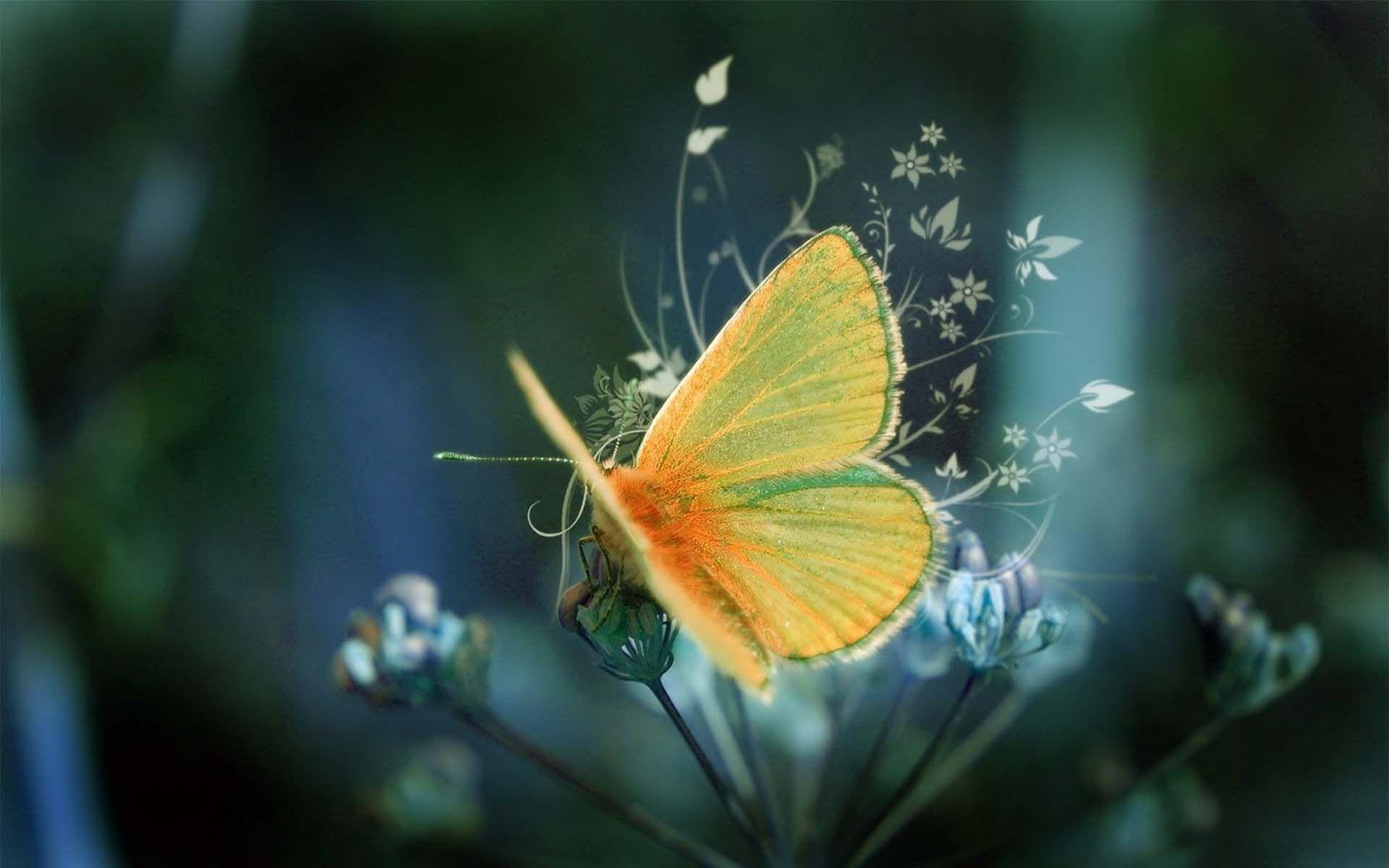 1920x1200 High Quality Screen Wallpaper Quality Wallpaper Free