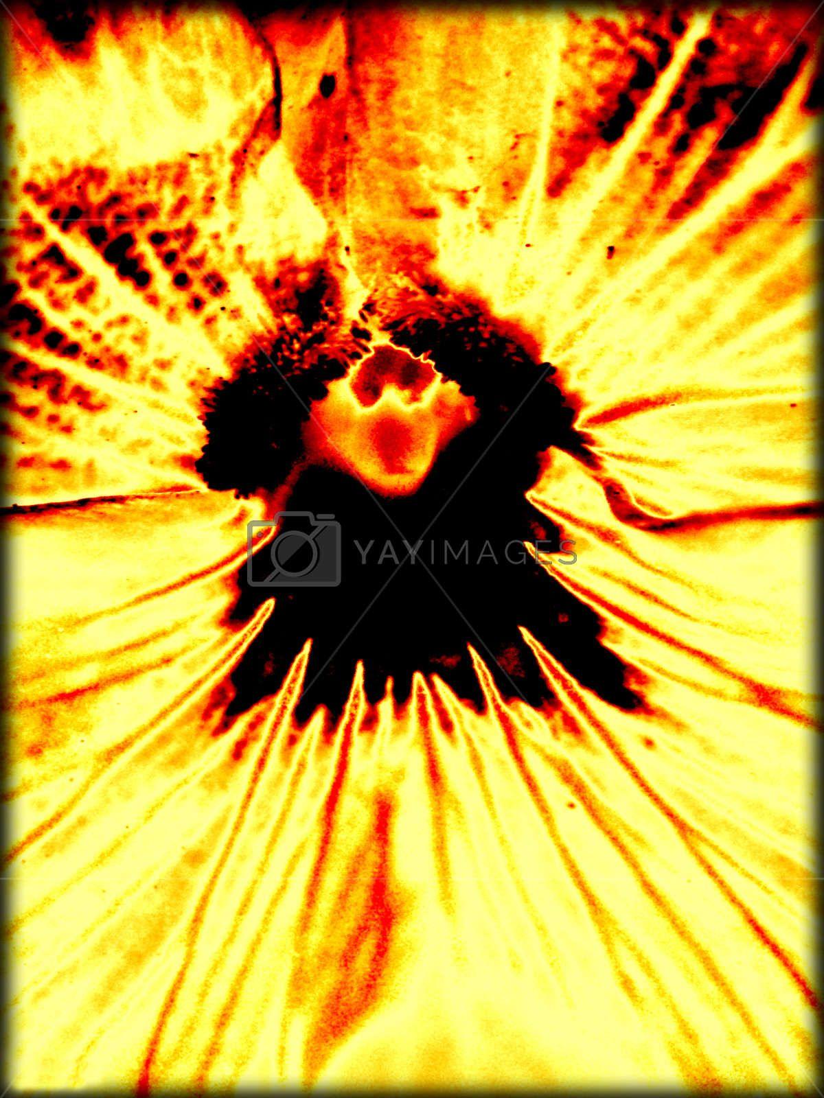 1200x1600 Flower abstract macro background and wallpaper in high quality