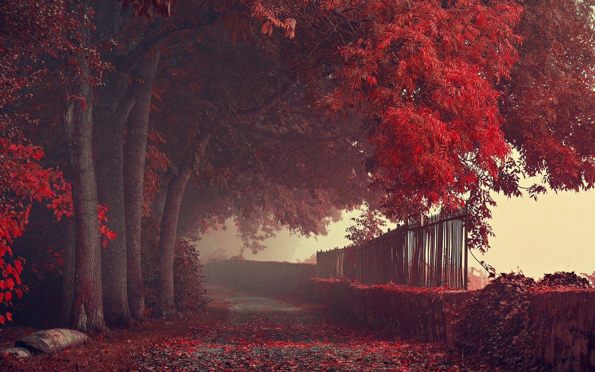 1920x1200 nature, Landscape, Fall, Road, Path, Fence, Trees, Leaves, Red, Mist Wallpaper HD / Desktop and Mobile Background