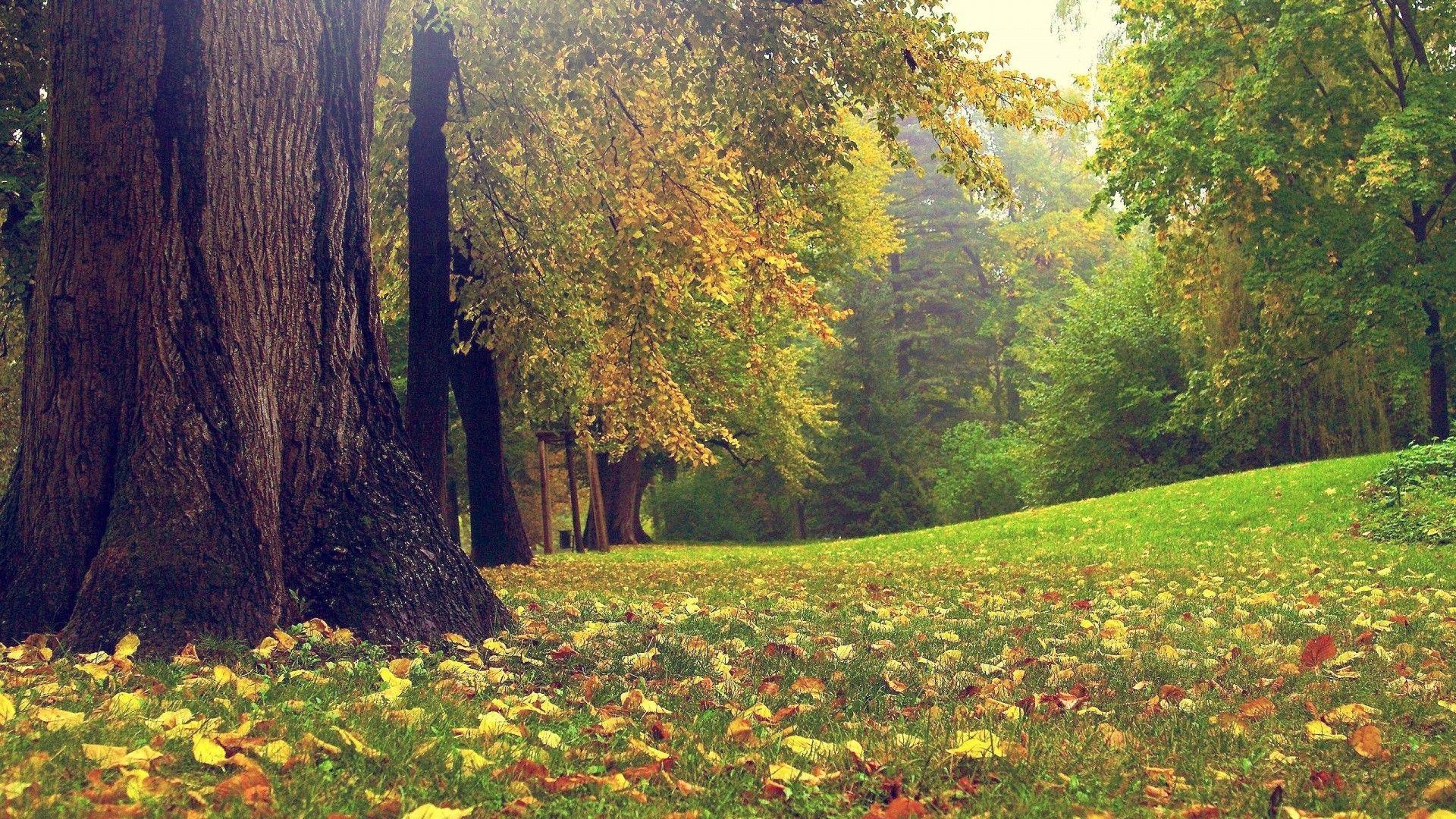 1920x1080 Nature HD Background For Pc Desktop Desktop Wallpaper HD 4k High