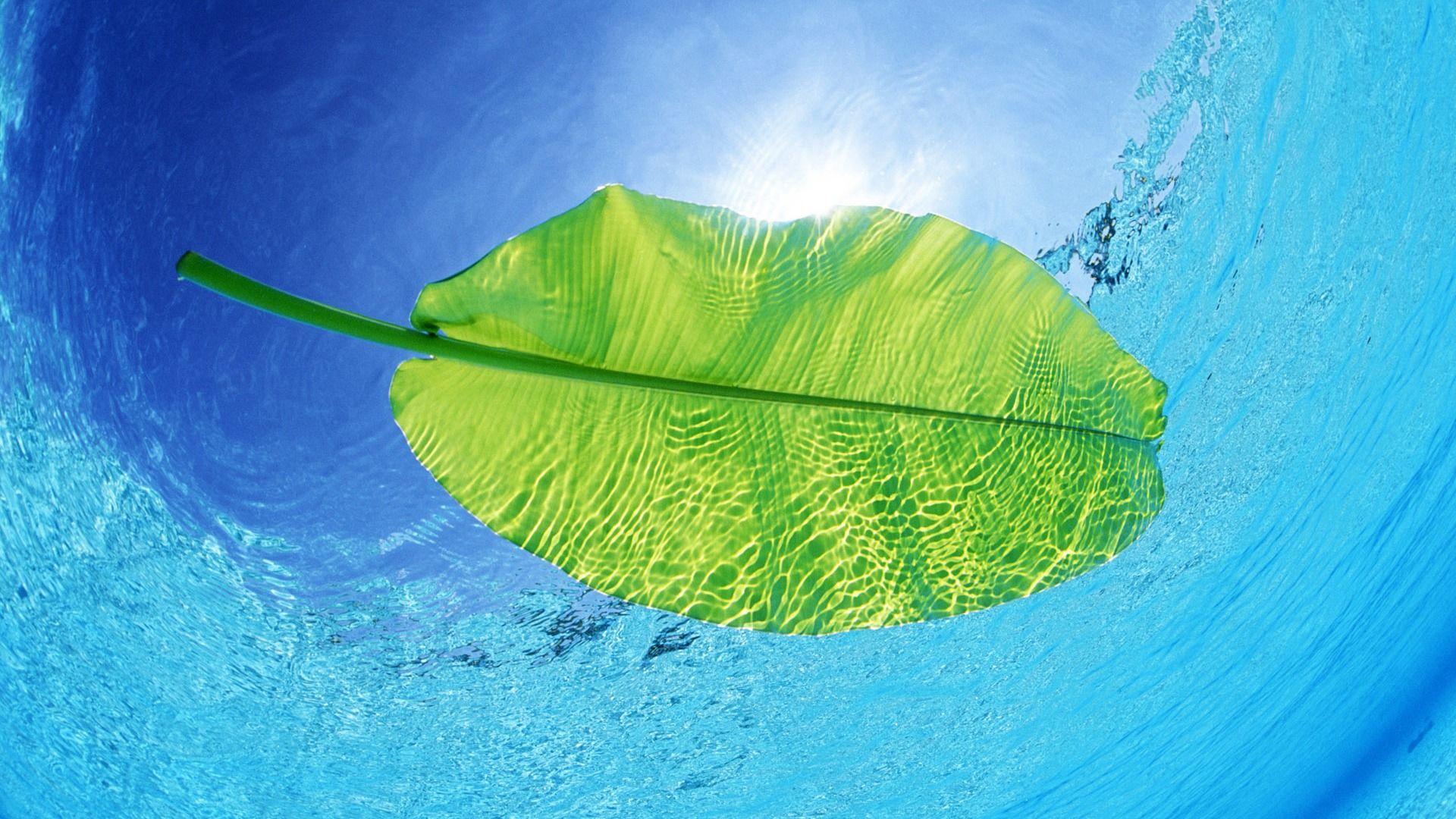 1920x1080 Swimming Leaf Wallpaper Other Nature Wallpaper HD 4k