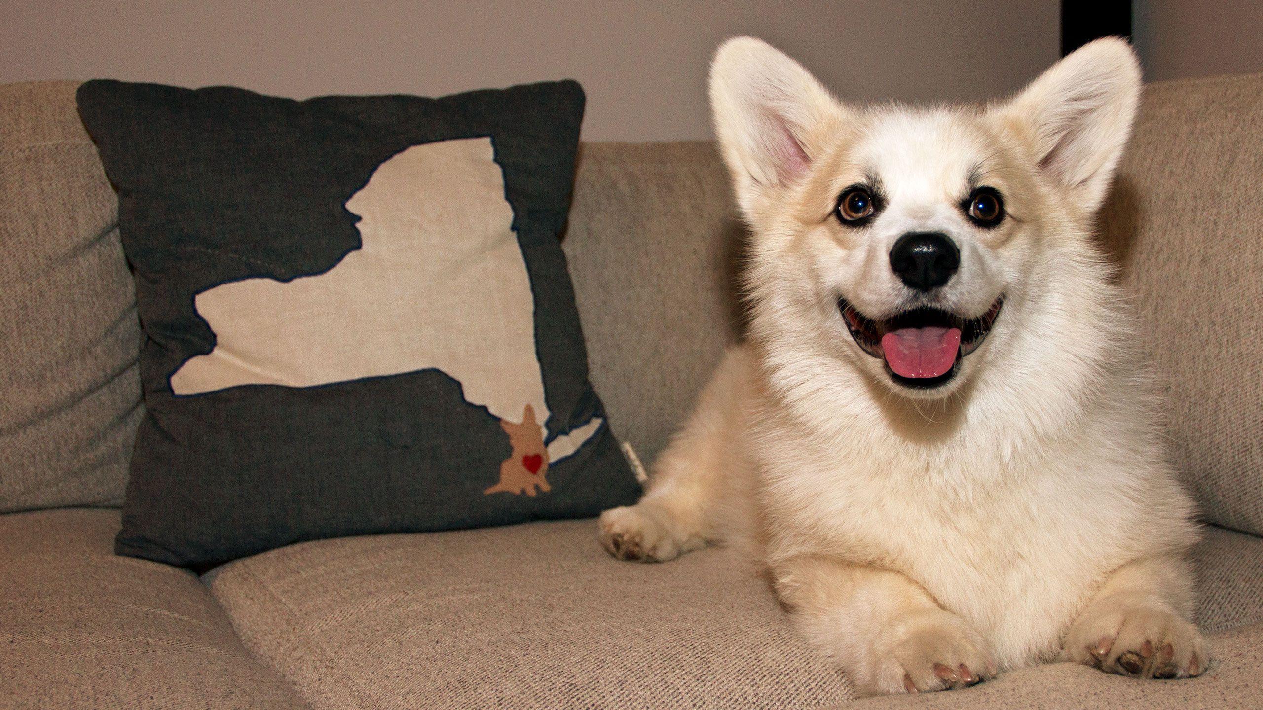 2560x1440 The Secrets of Instagram's Most Famous Dogs