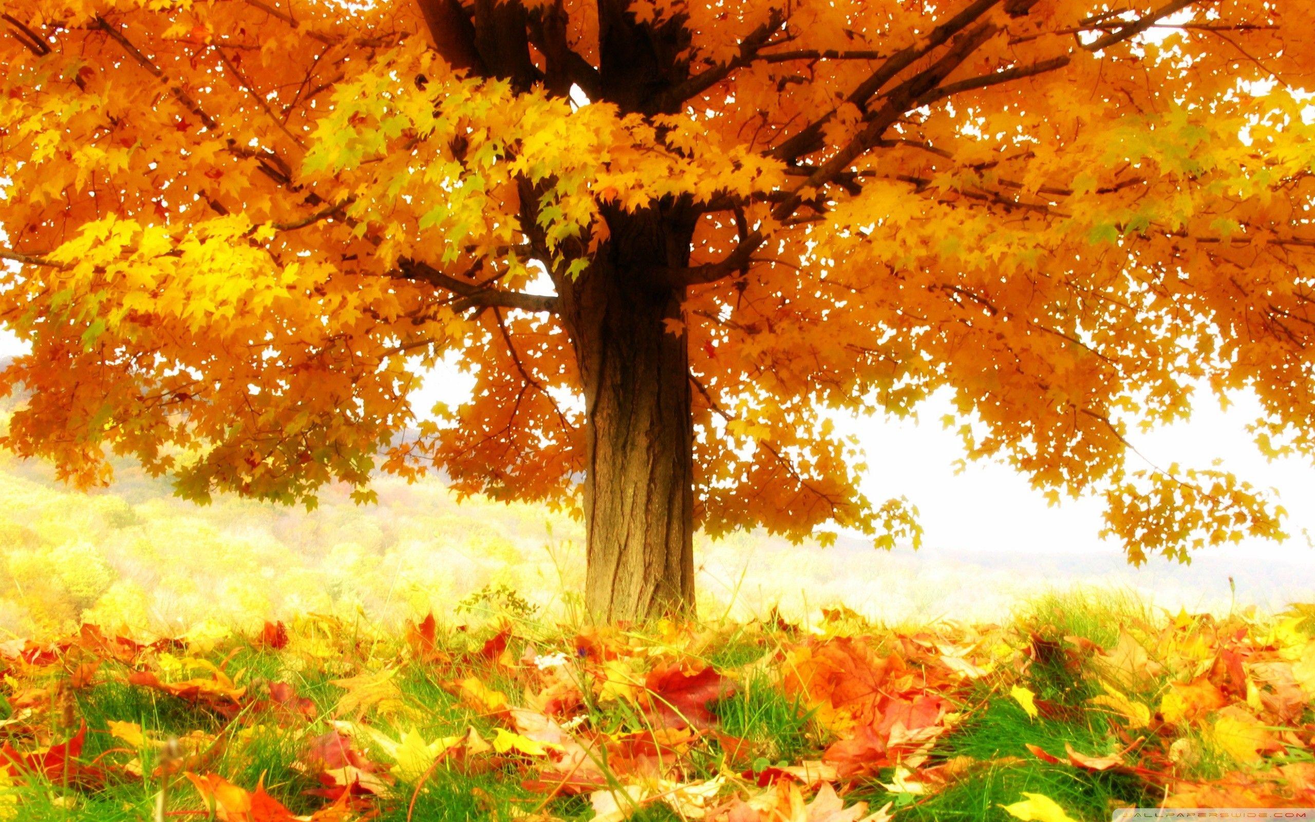 2560x1600 Anime Fall