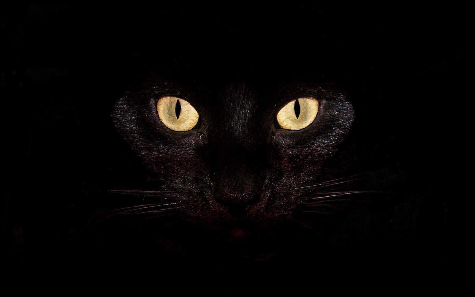 Dark Cat Wallpapers - Top Free Dark Cat Backgrounds - WallpaperAccess