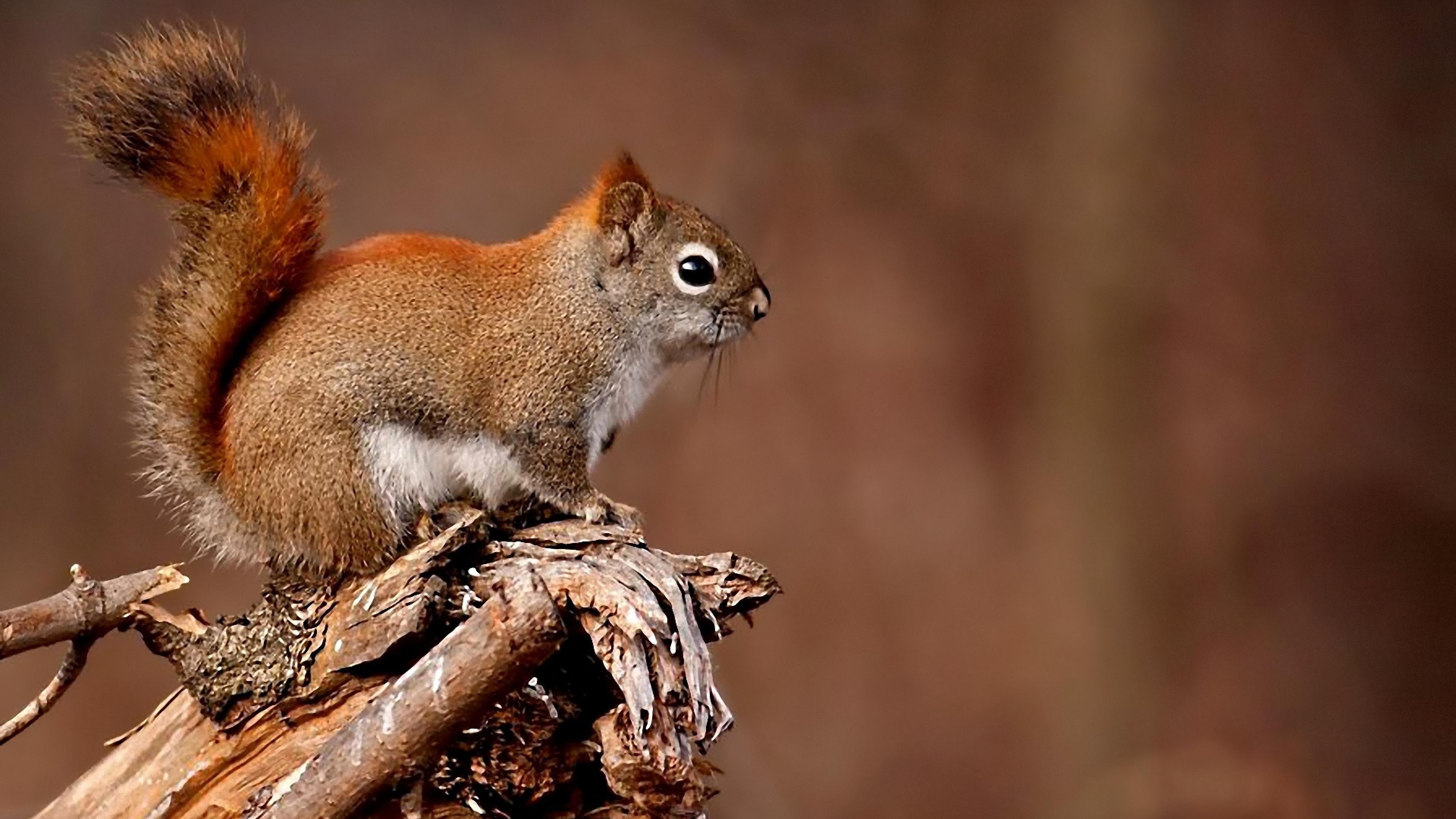 3840x2160 HD Squirrel Wallpaper, Squirrel Image Pack V.868EHF, NMgnCP PC Gallery