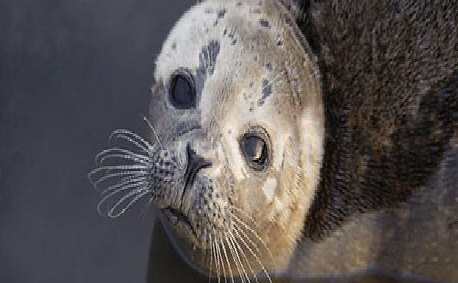 1532x949 Usmc Corps Marines Recon Marine Animals Wallpaper Free Download