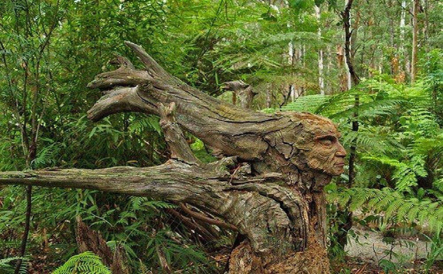 1532x949 Forests: Tree Earth Flower Full Bloom Life Nature Beautiful Usmc