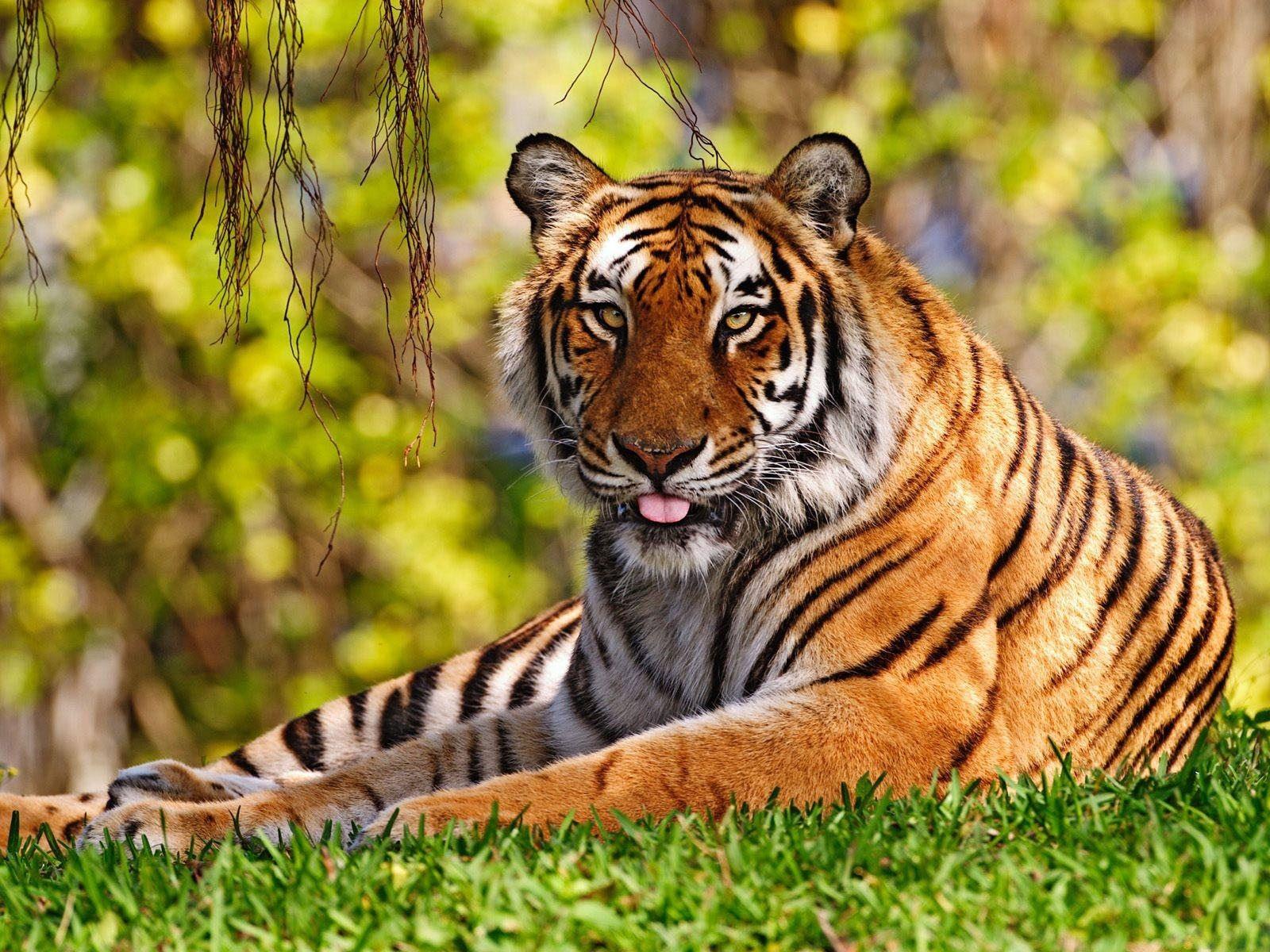 1600x1200 Free Tiger Wallpaper