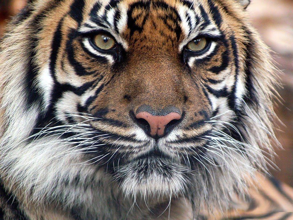 1024x768 Beautiful Wallpaper: Tiger Wallpaper