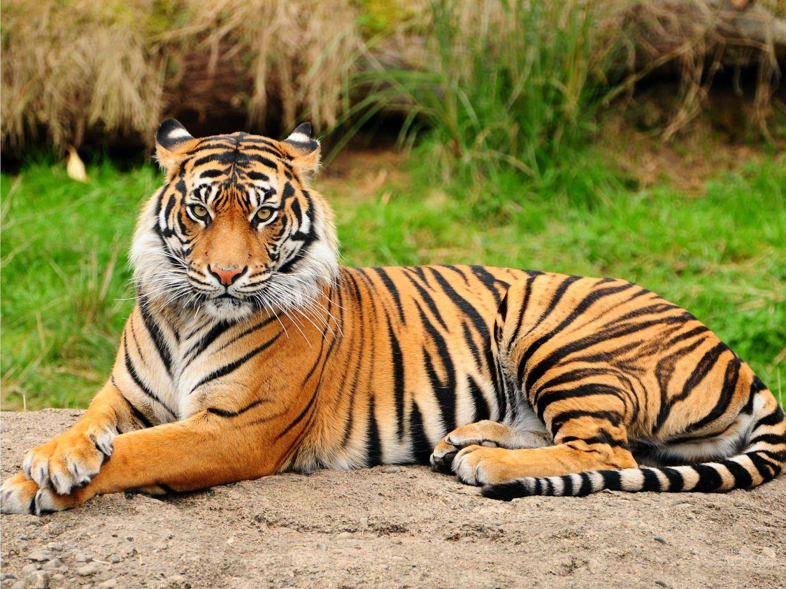 1600x1200 Image for iPhone: Indian Tiger