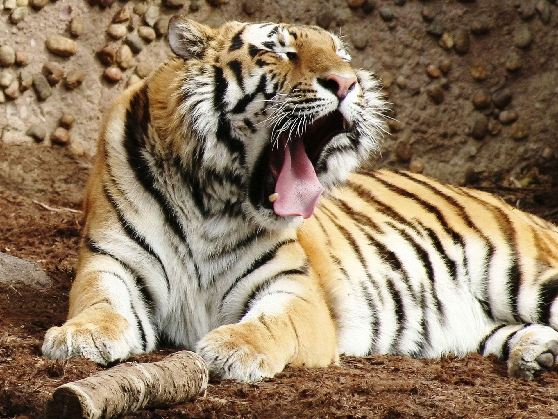 1920x1440 Indian Bengal Tiger Wallpaper