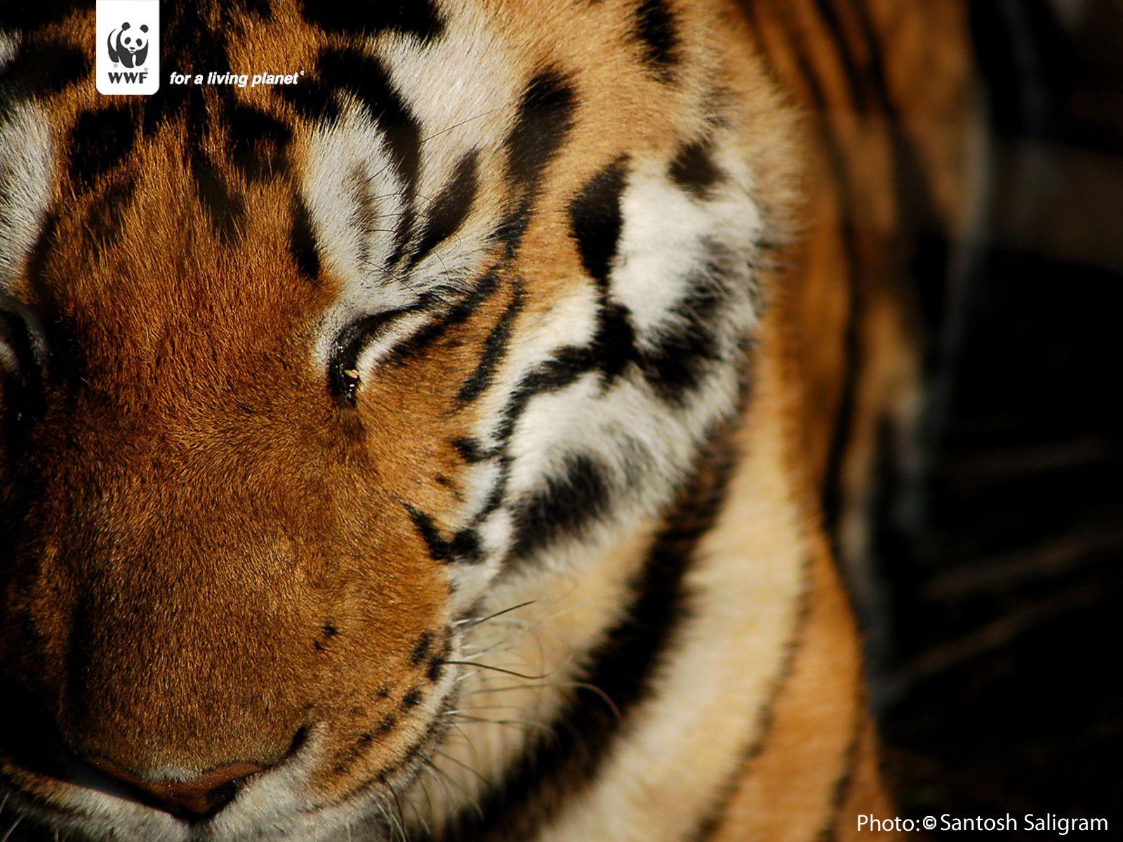 1600x1200 Tiger wallpaper