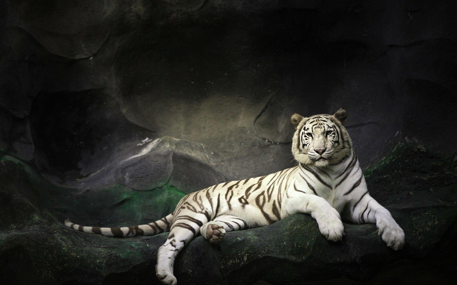 1920x1200 Indian Tiger Wallpaper 1920x1200