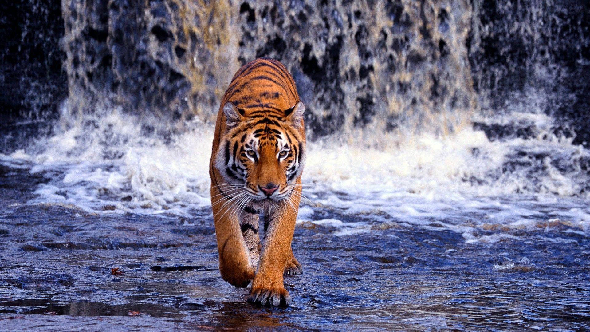 1920x1080 The great Indian Tiger wallpaper [1920 x 1080]