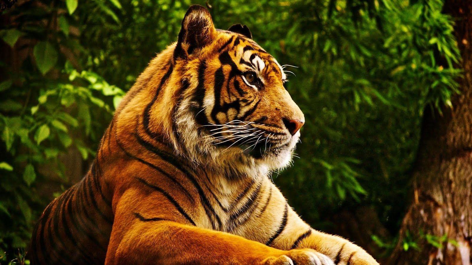 1600x900 National Geographic Tiger Wallpaper