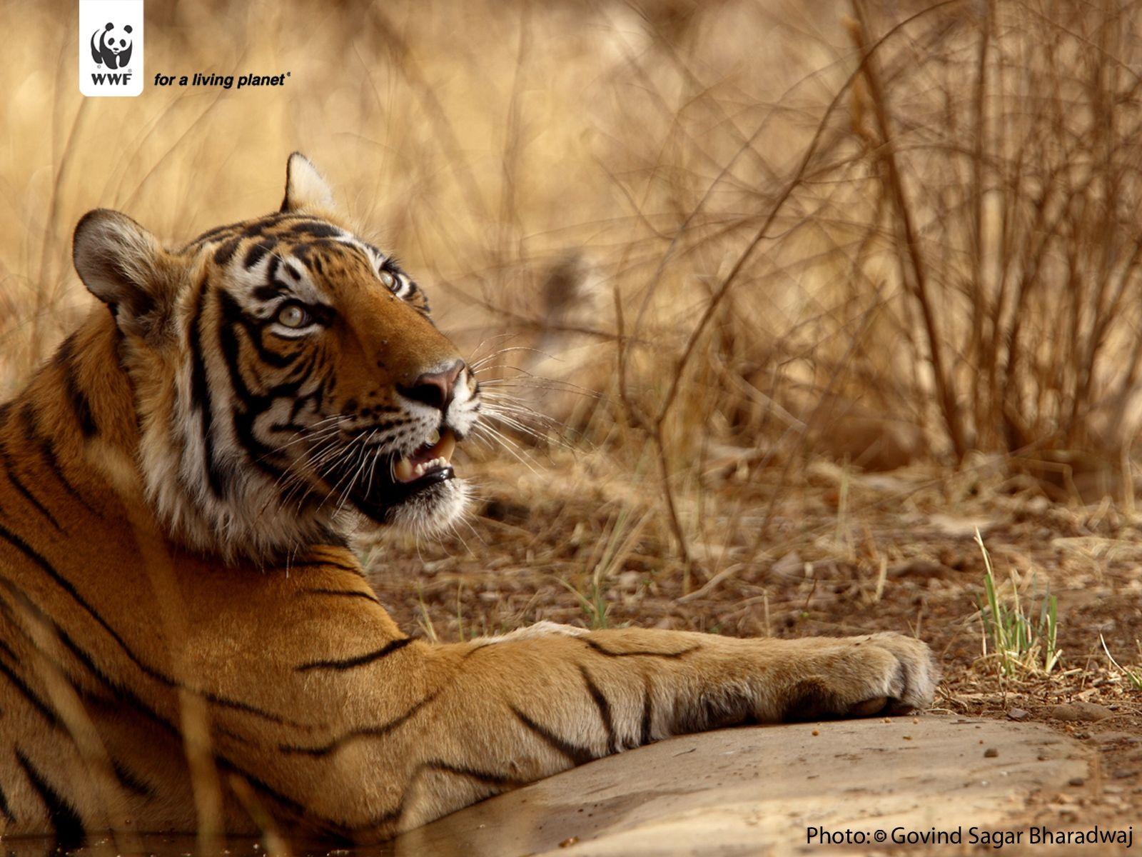 1600x1200 Tiger wallpaper