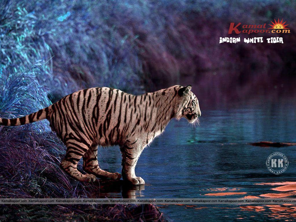1024x768 Free India Indian White Tiger Wallpaper, free India pics, India