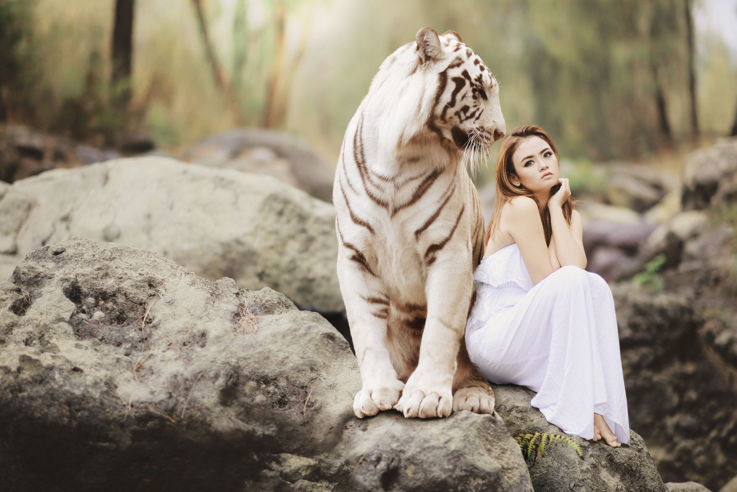 2560x1707 HD Woman with white Tiger Wallpaper