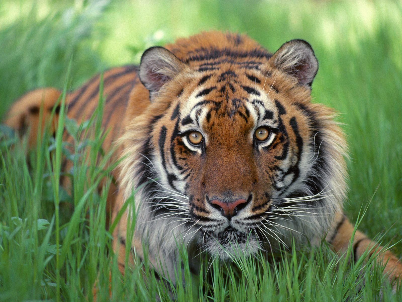 1600x1200 Beauty Of Animals. The Beauty Of Bengal Tigers. The home to