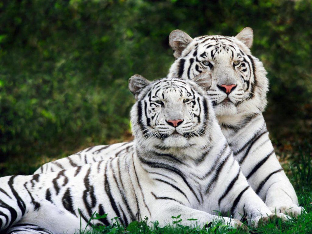1024x768 Bengal Tiger Picture and Wallpaper Collection