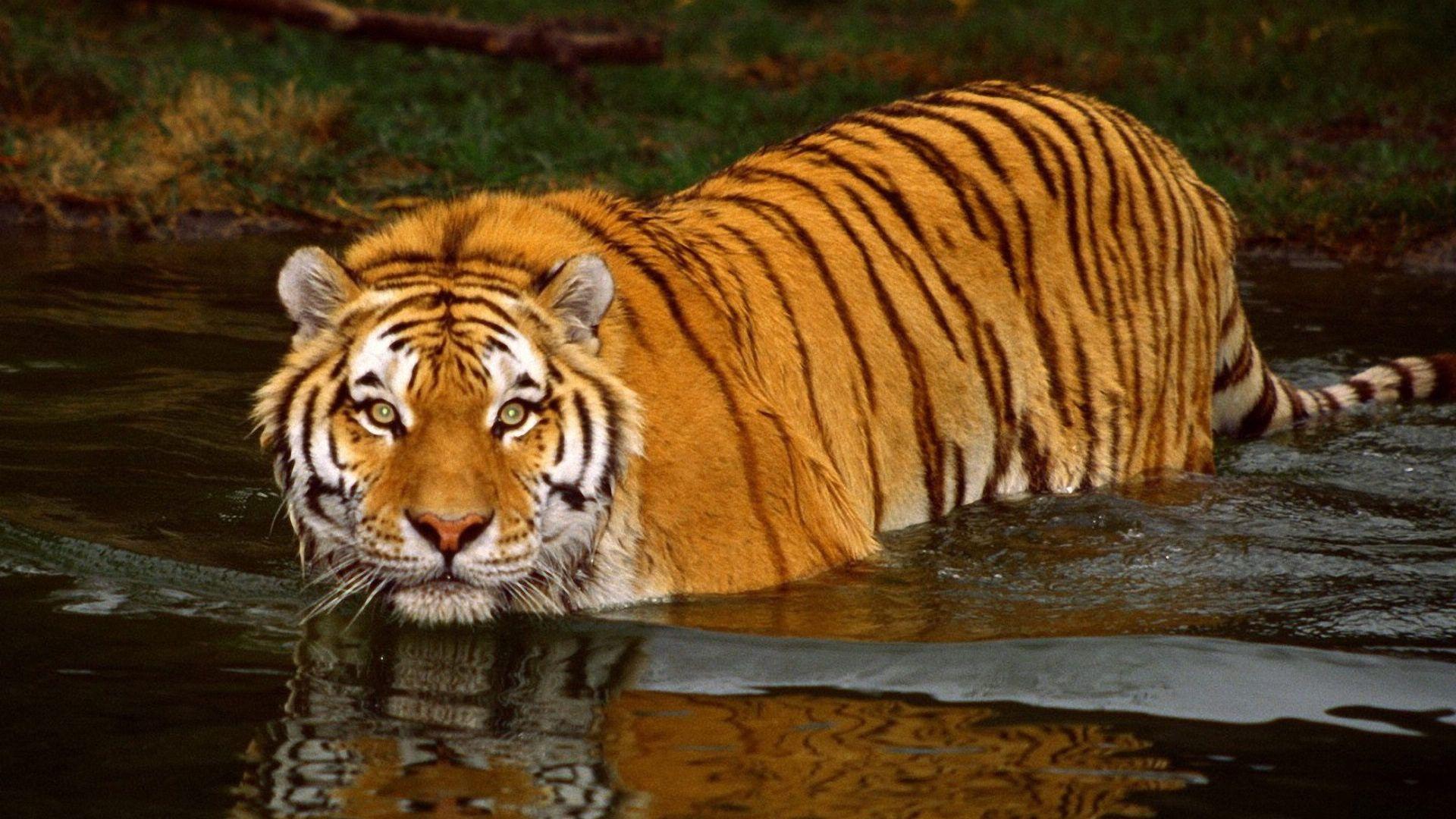 1920x1080 Free download Bengal Tiger wallpaper 947913 [1920x1080]