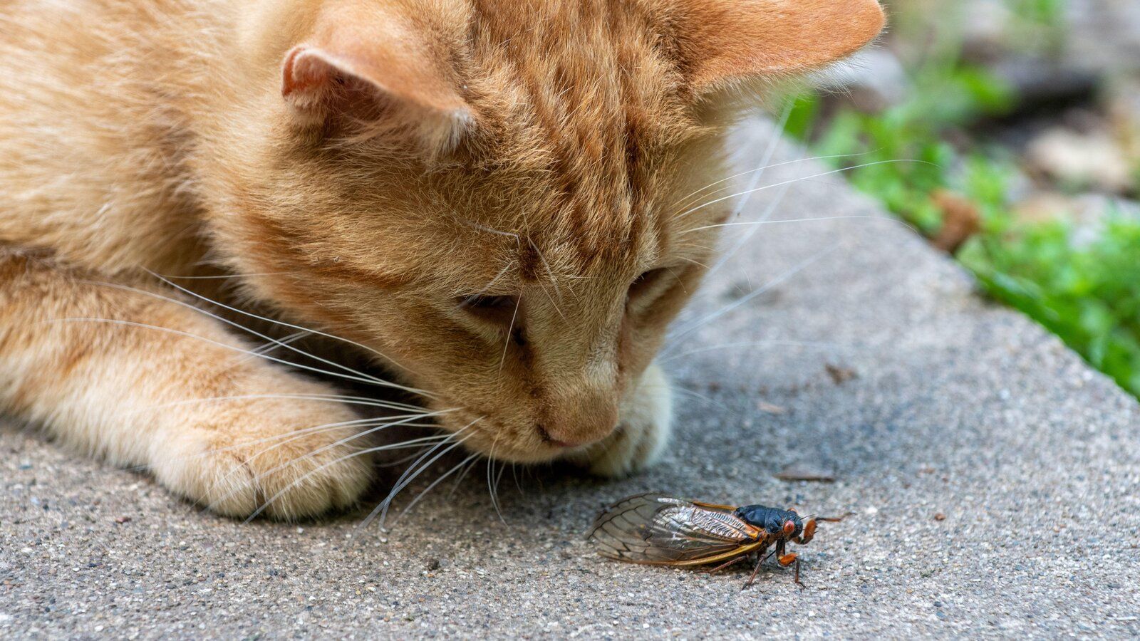 1600x900 Flying Treats': Can Dogs and Cats Snack Safely on Cicadas?