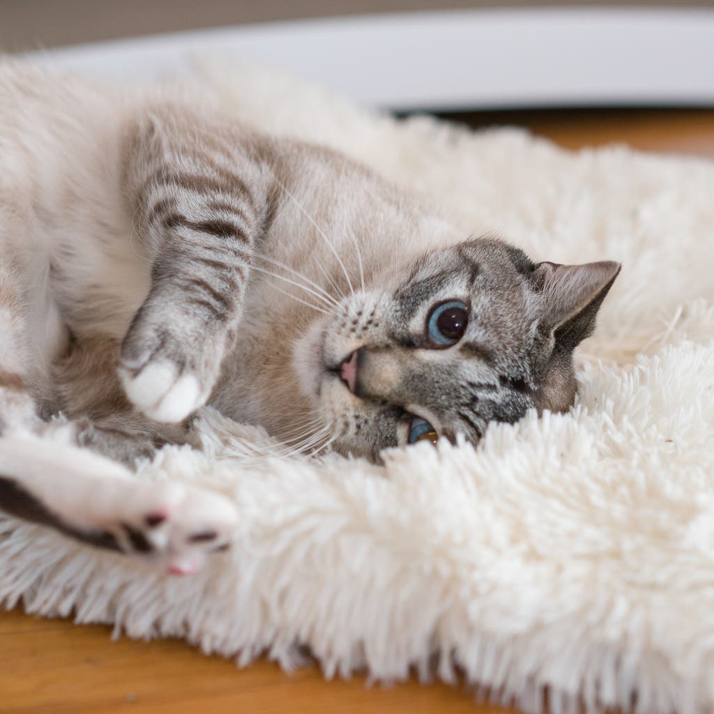 1024x1024 Adopting a New Cat Checklist for 2025