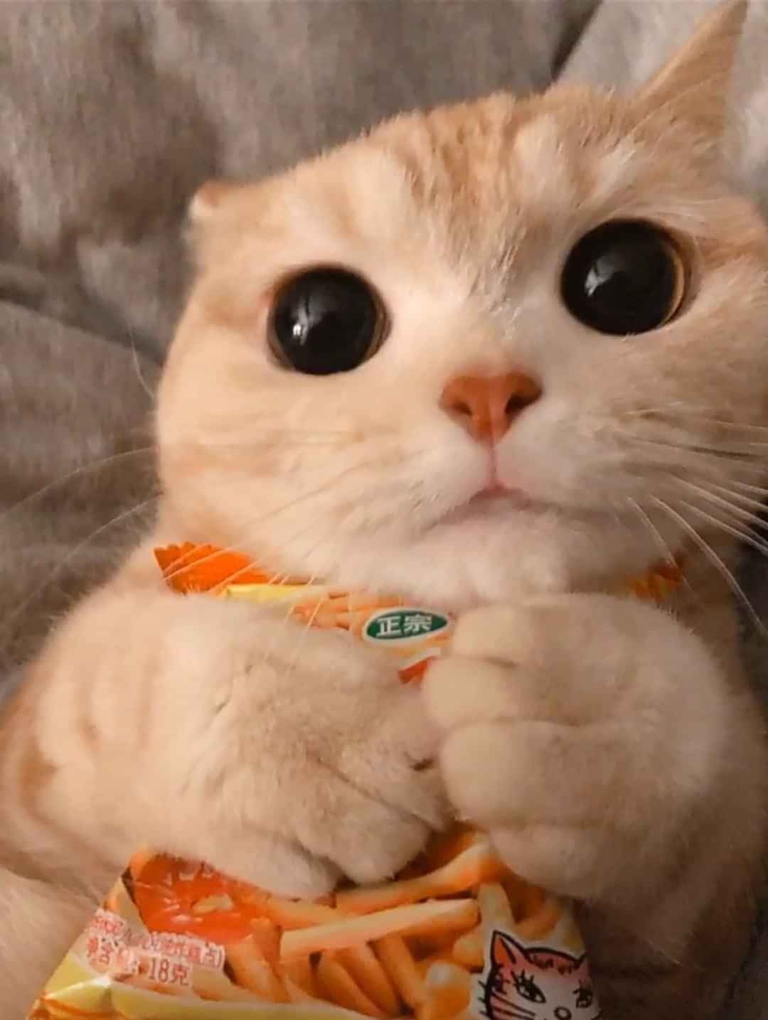 1080x1435 cat. Cute cat wallpaper, Cute animals, Funny cats