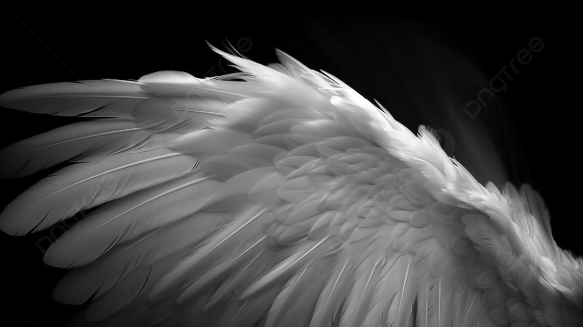 1200x673 Close Up Of An Wing In White On A Black Background, Angel Wing Picture, Angel Wings, Wing Background Image And Wallpaper for Free Download