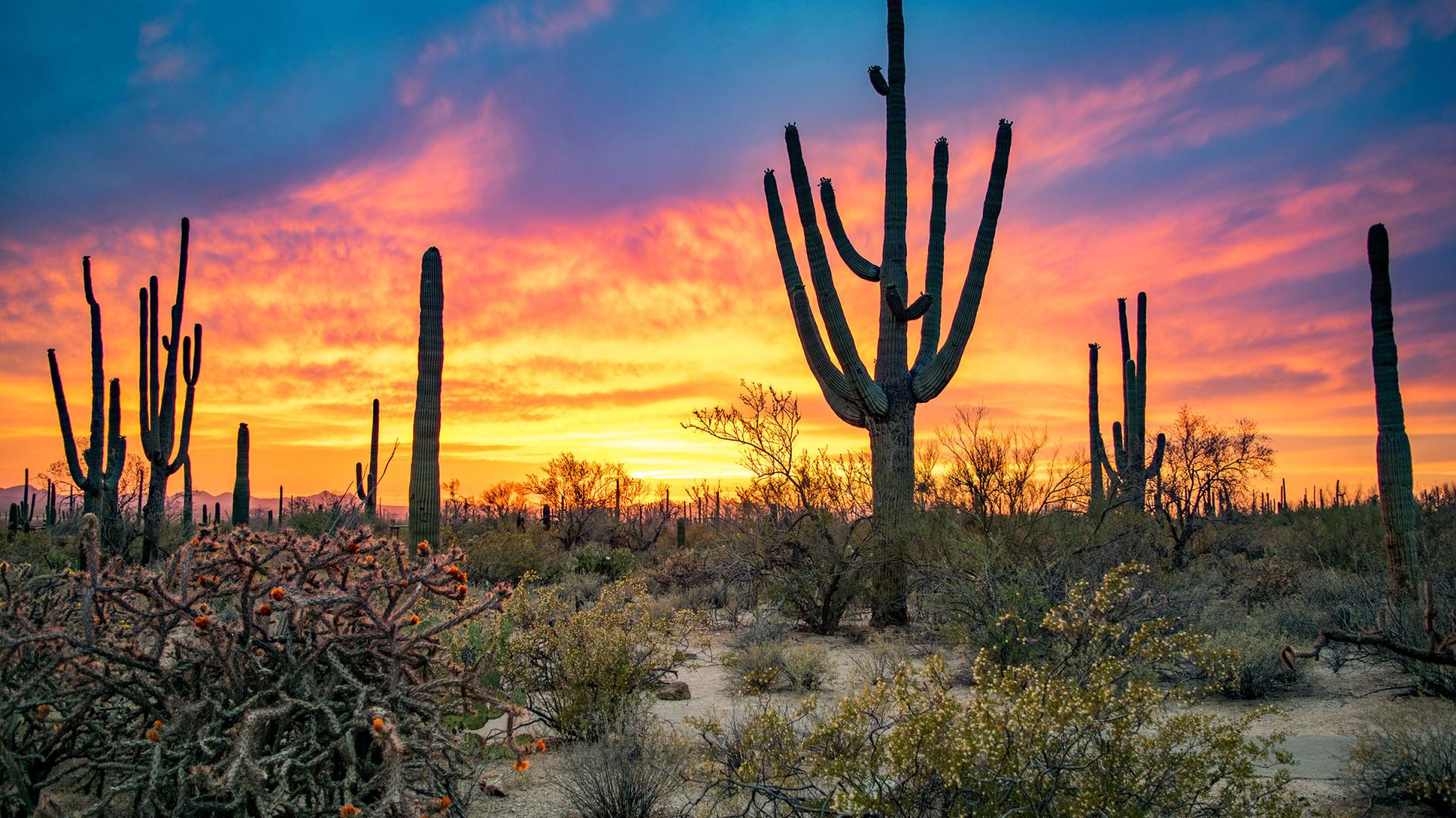 1920x1080 Protecting and Restoring the Sonoran Desert Ecosystem in Saguaro National Park. U.S. Department of the Interior