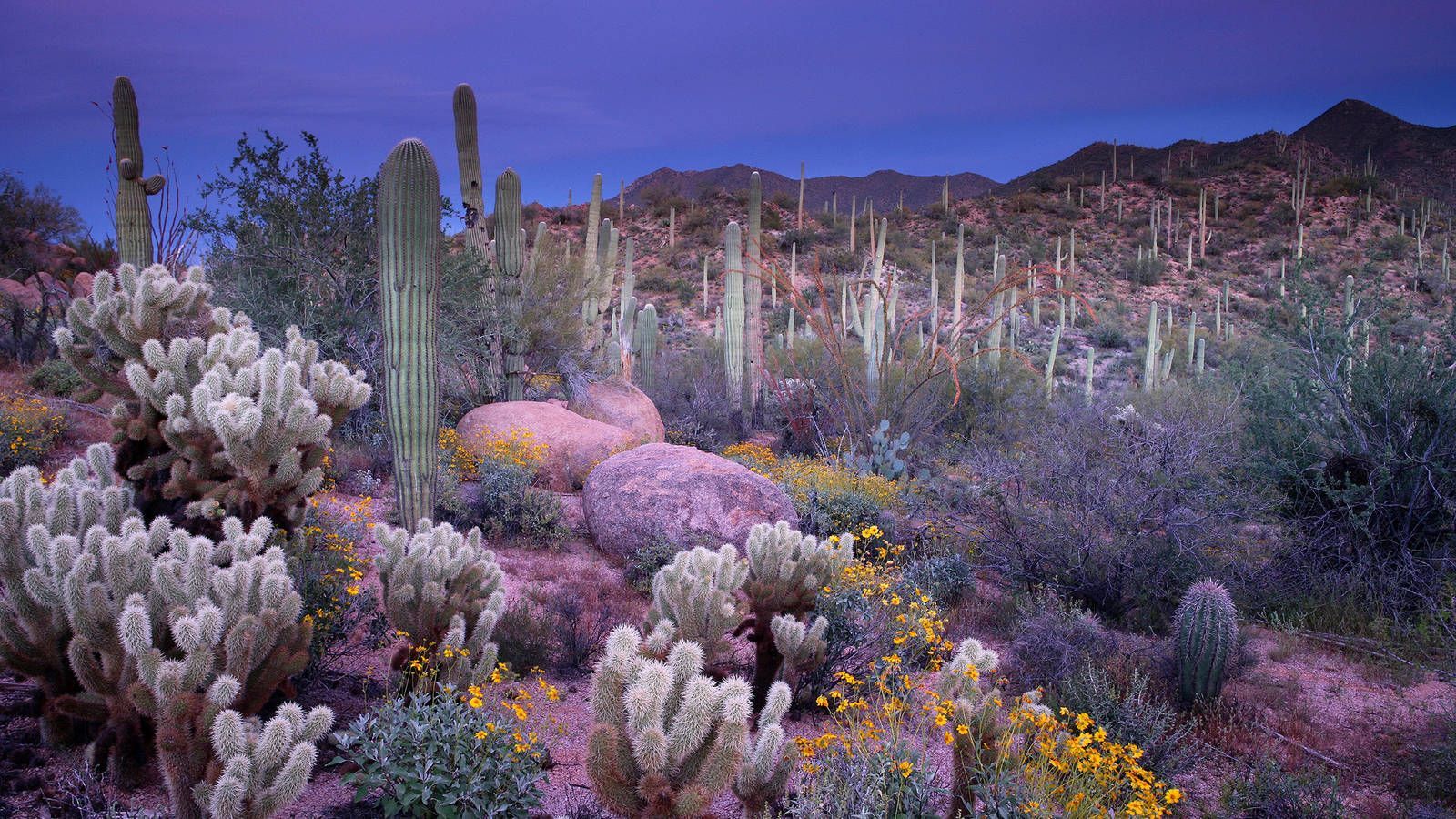 1600x900 Saguaro · National Parks Conservation Association