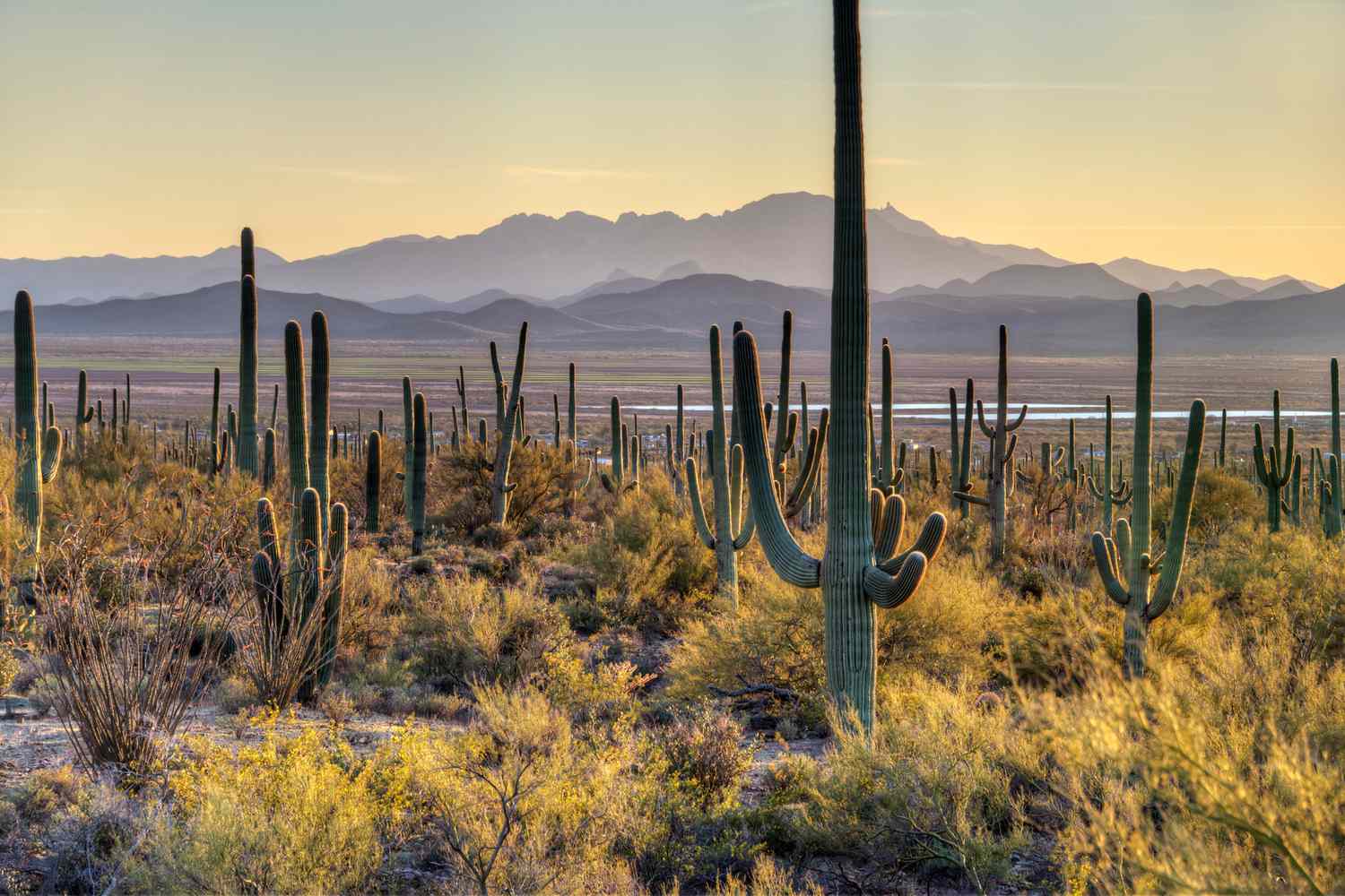 1500x1000 Guide to Visiting Saguaro National Park