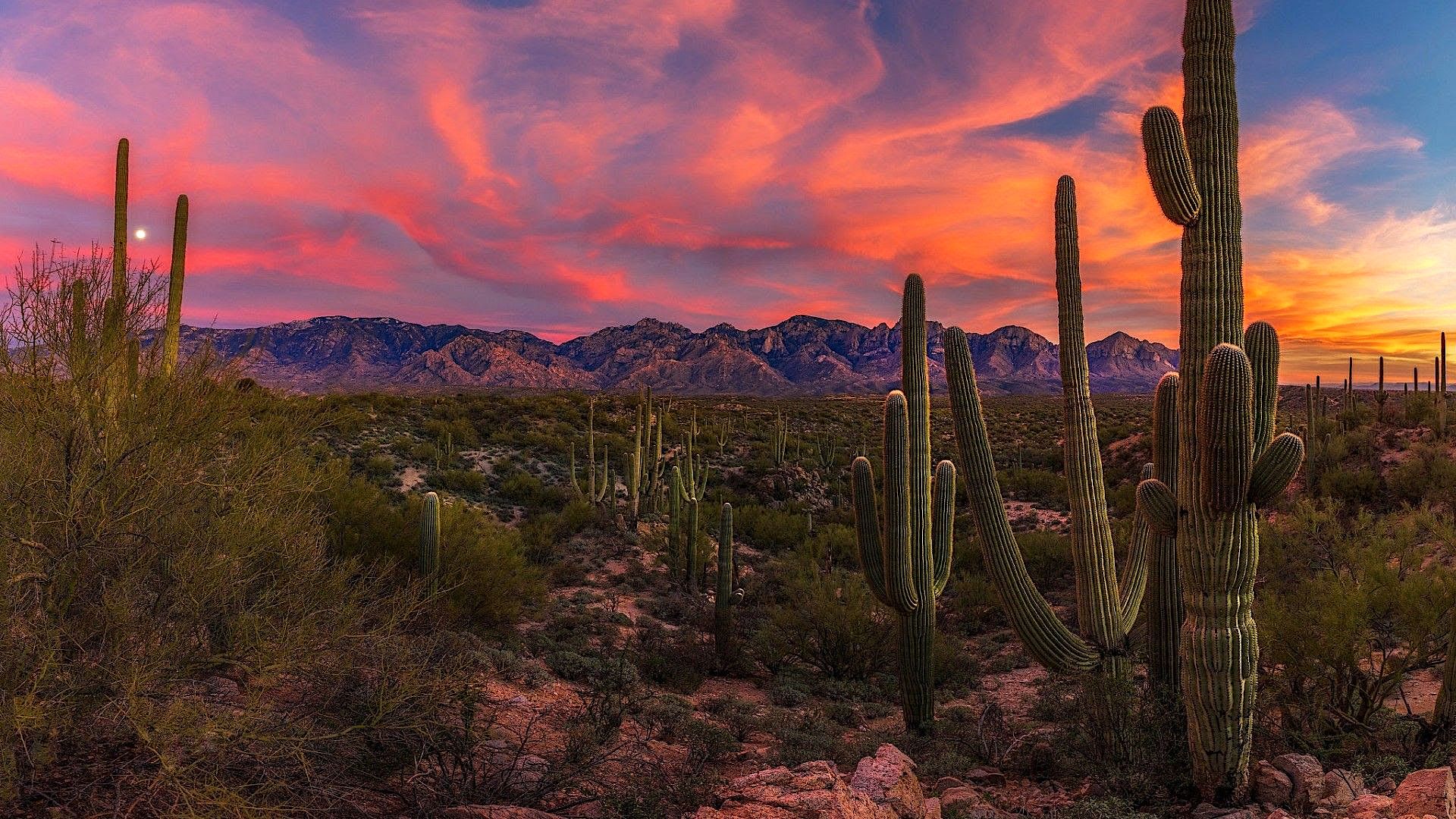 1920x1080 Single Coaster For Desk Saguaro National Park Stock Image Canyon Ridge Big And Tall