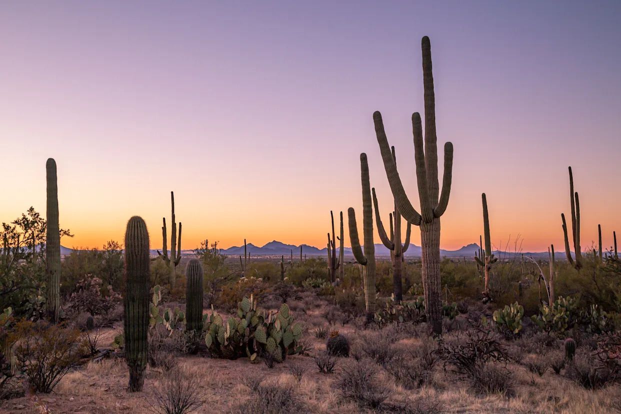1242x828 Surreal sunsets and expressive giants: why Saguaro National Park surprised us