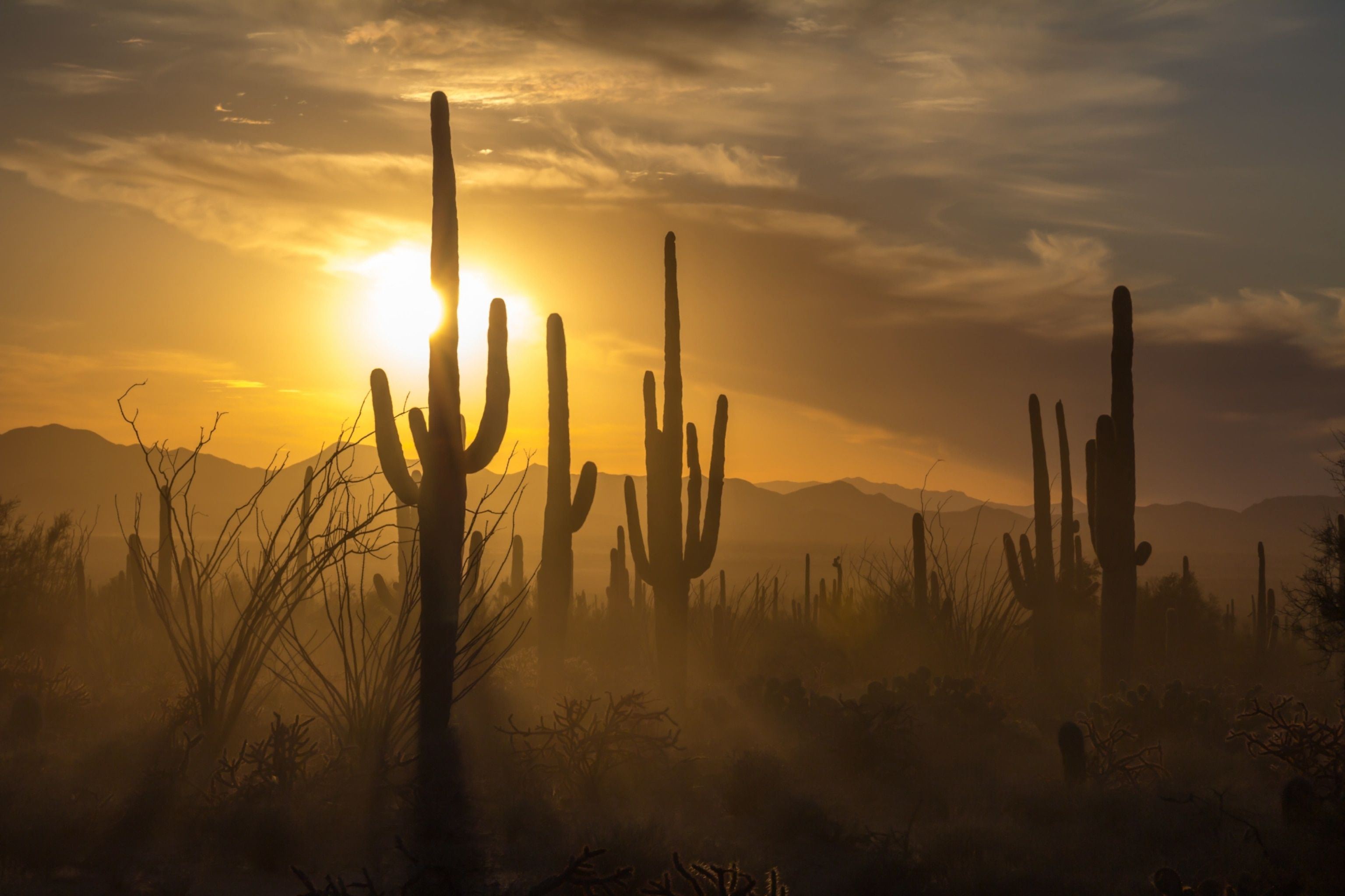 3072x2048 Saguaro National Park offers so much more than iconic cacti