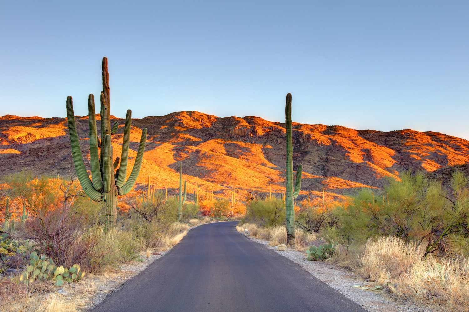 1500x1000 Guide to Visiting Saguaro National Park