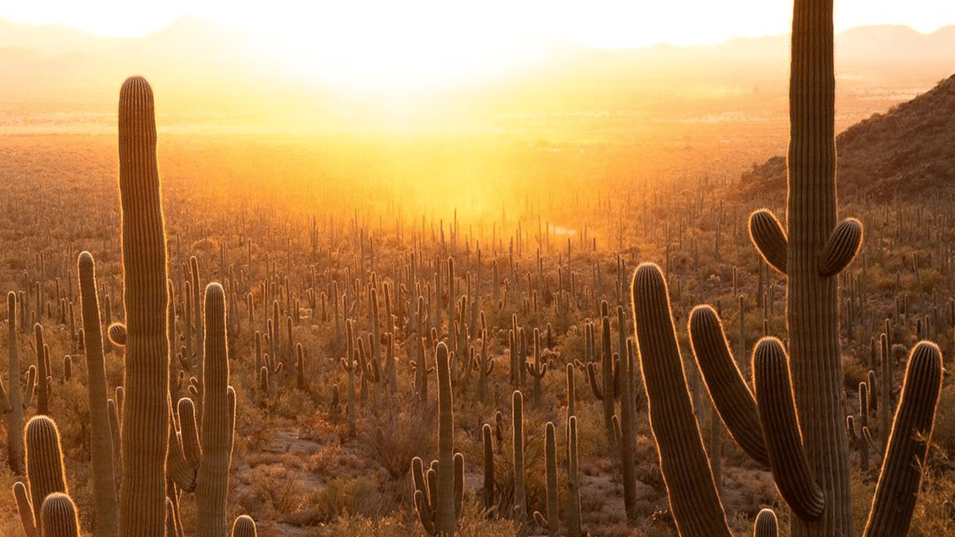1920x1080 A Guide to Visiting Saguaro National Park the 'Right Way'