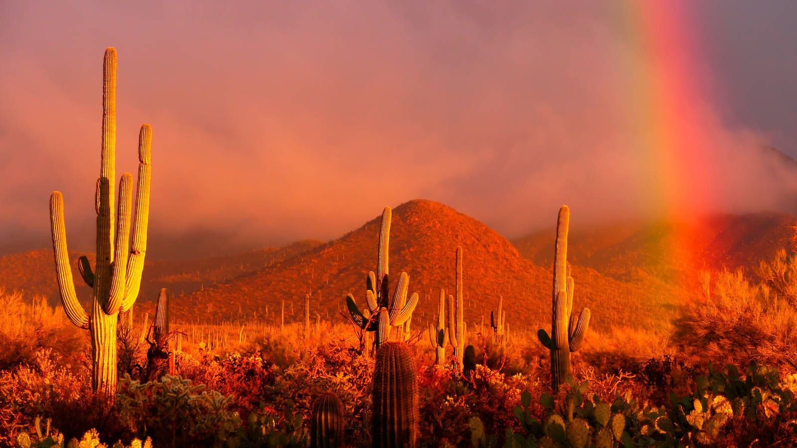 1600x900 Public Meeting on Highway near Saguaro National Park · National Parks Conservation Association