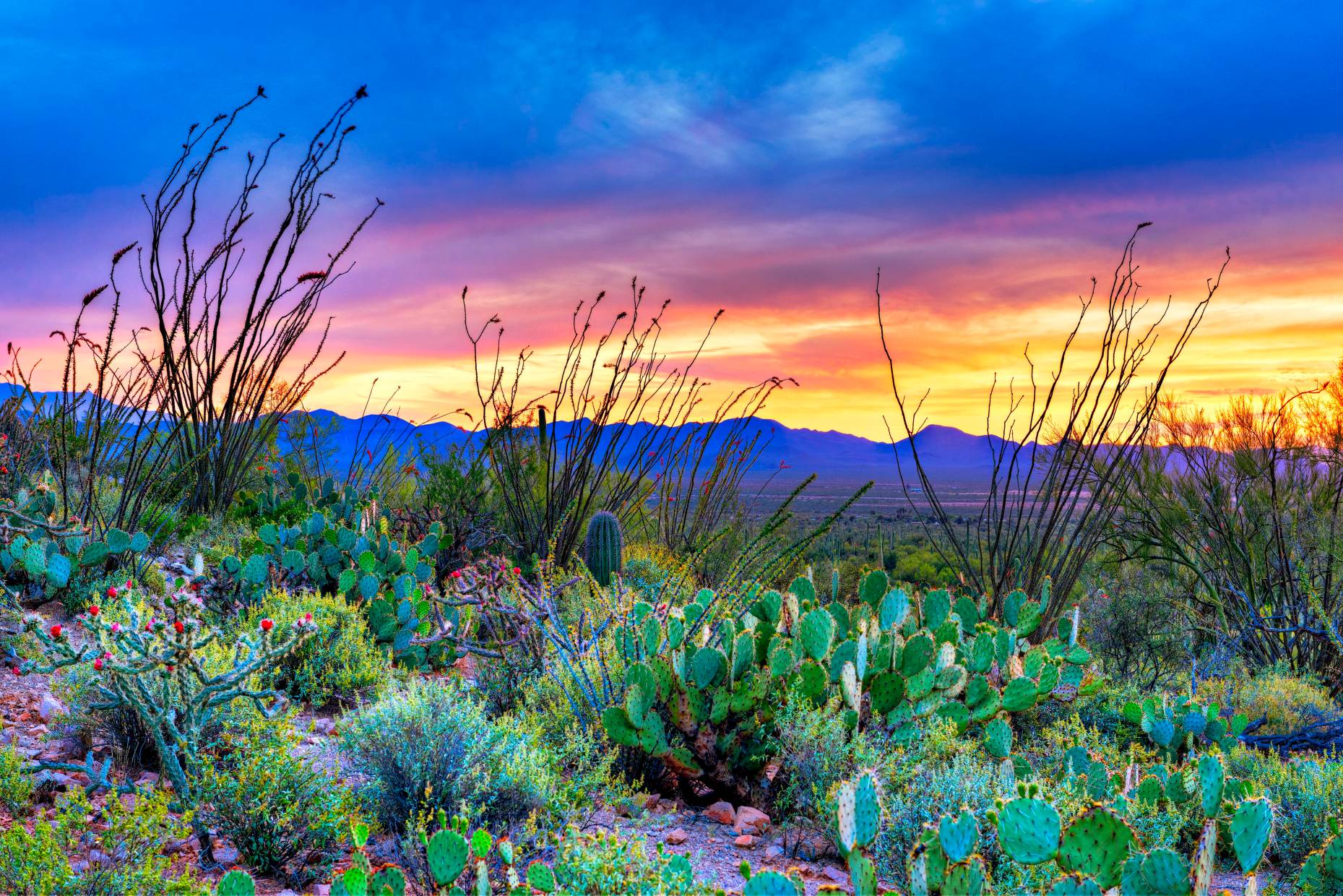 1859x1240 Cactus Puzzle Saguaro Sunset, Saguaro National Park, Arizona Sasquatch Puzzles For Adults