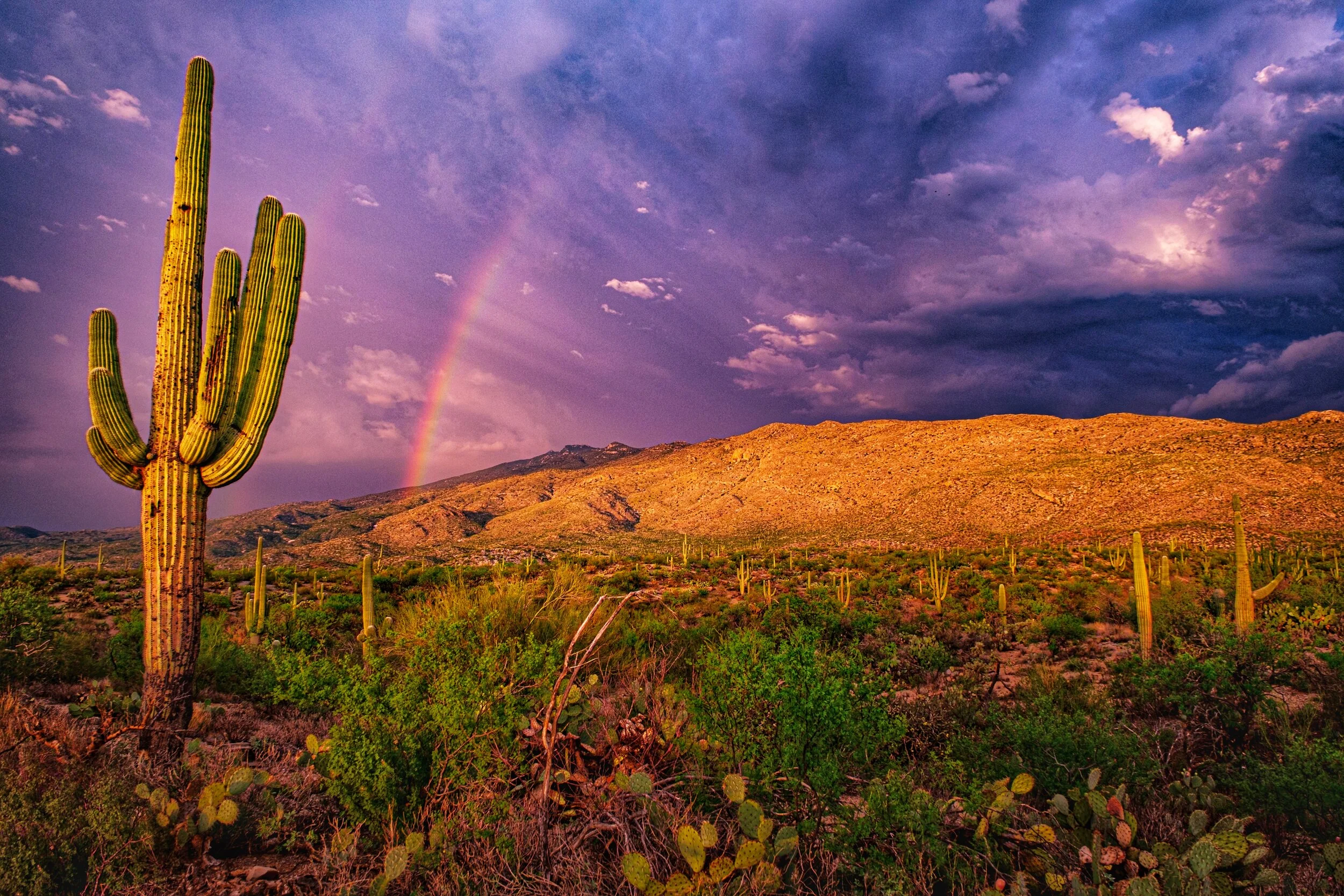 2500x1666 Rainbow Over Saguaro National Park