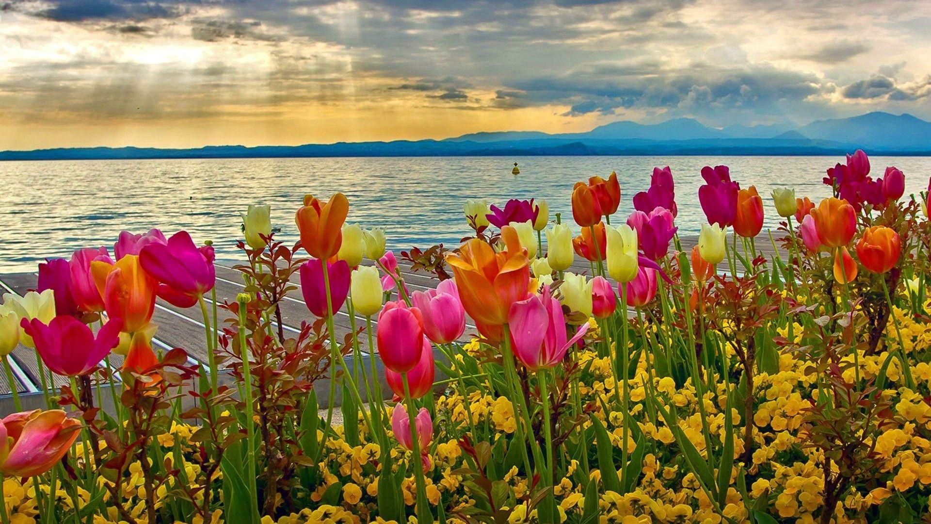 1920x1080 Nature Desktop Background 1920x1080