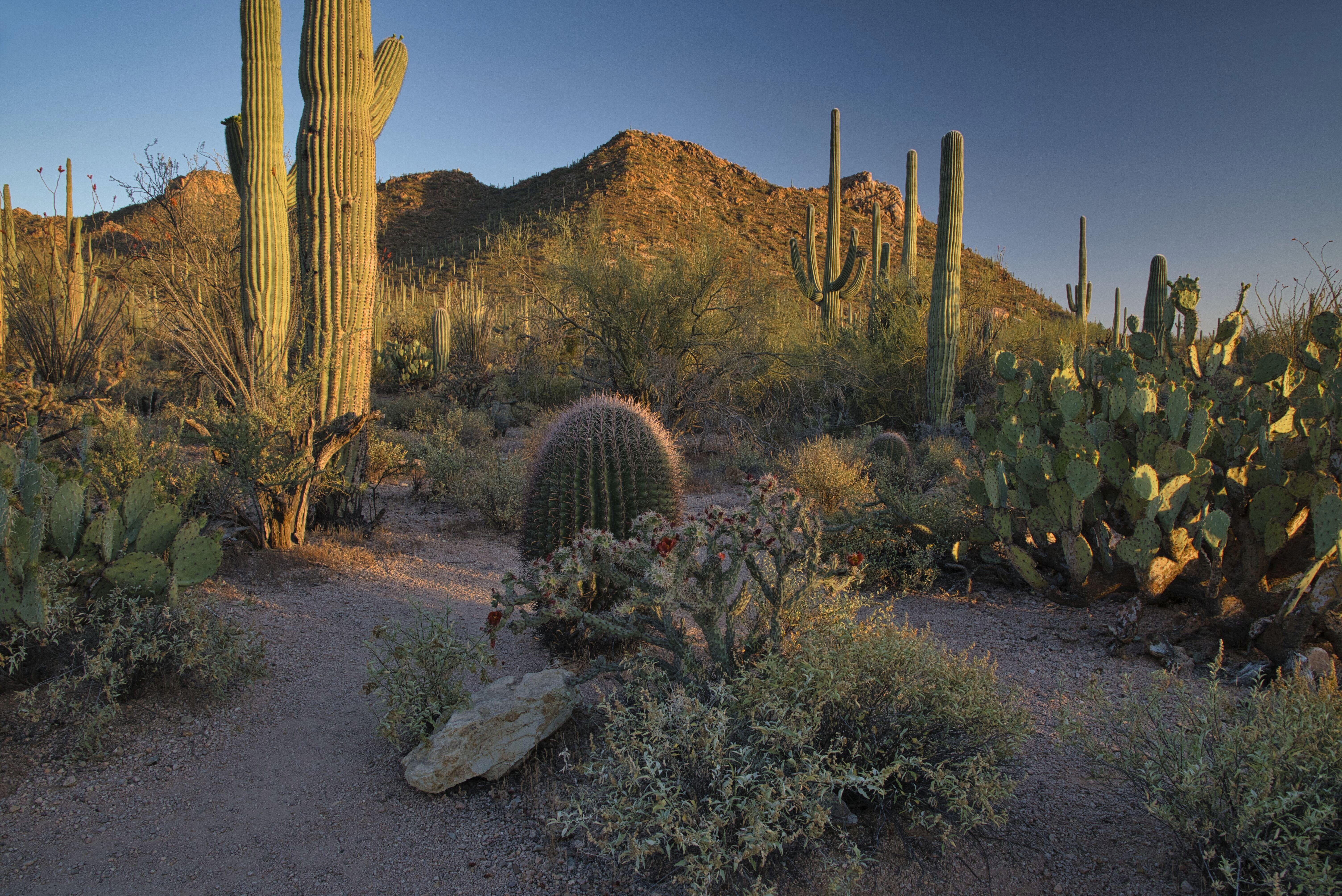 6016x4016 Saguaro National Park, Arizona