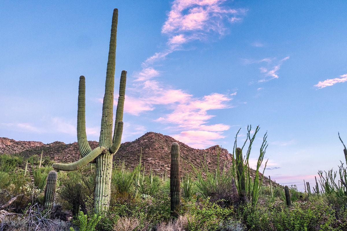 1200x800 Exploring Saguaro National Park (Top Spots & Park Activities)