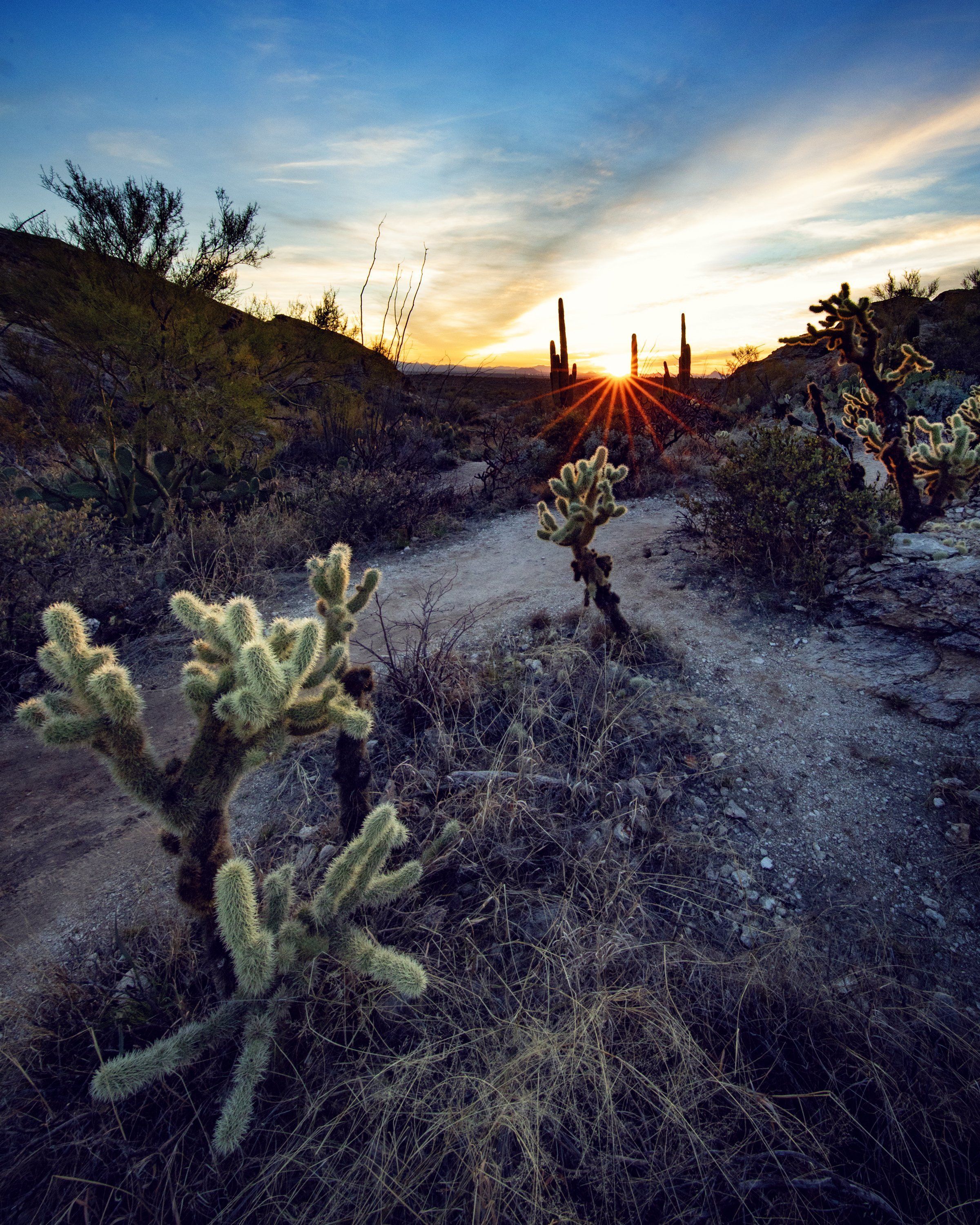 2400x3000 Cactus Forest Drive Stops (Saguaro National Park East)