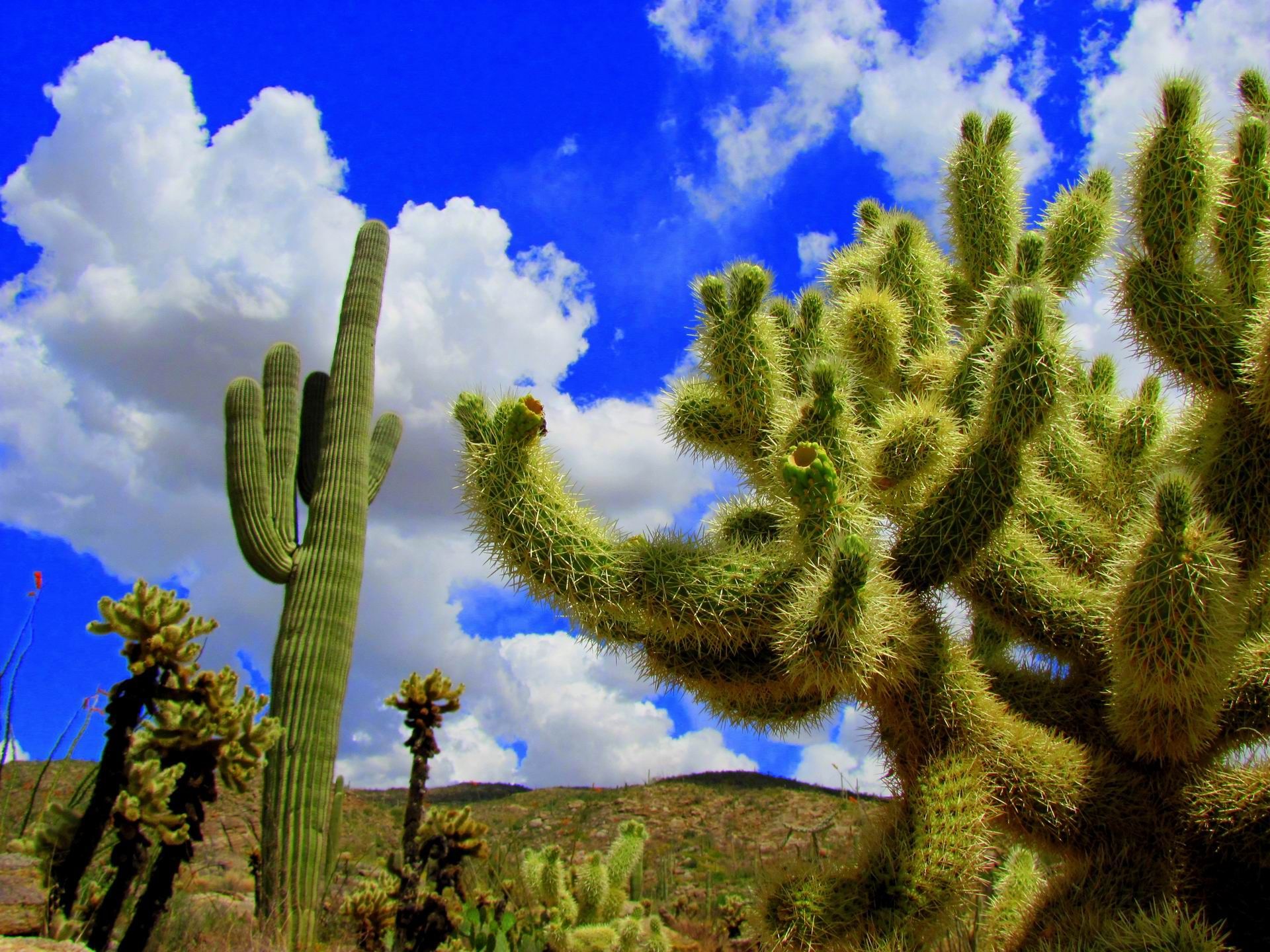 1920x1440 Saguaro National Park, AZ Around USA