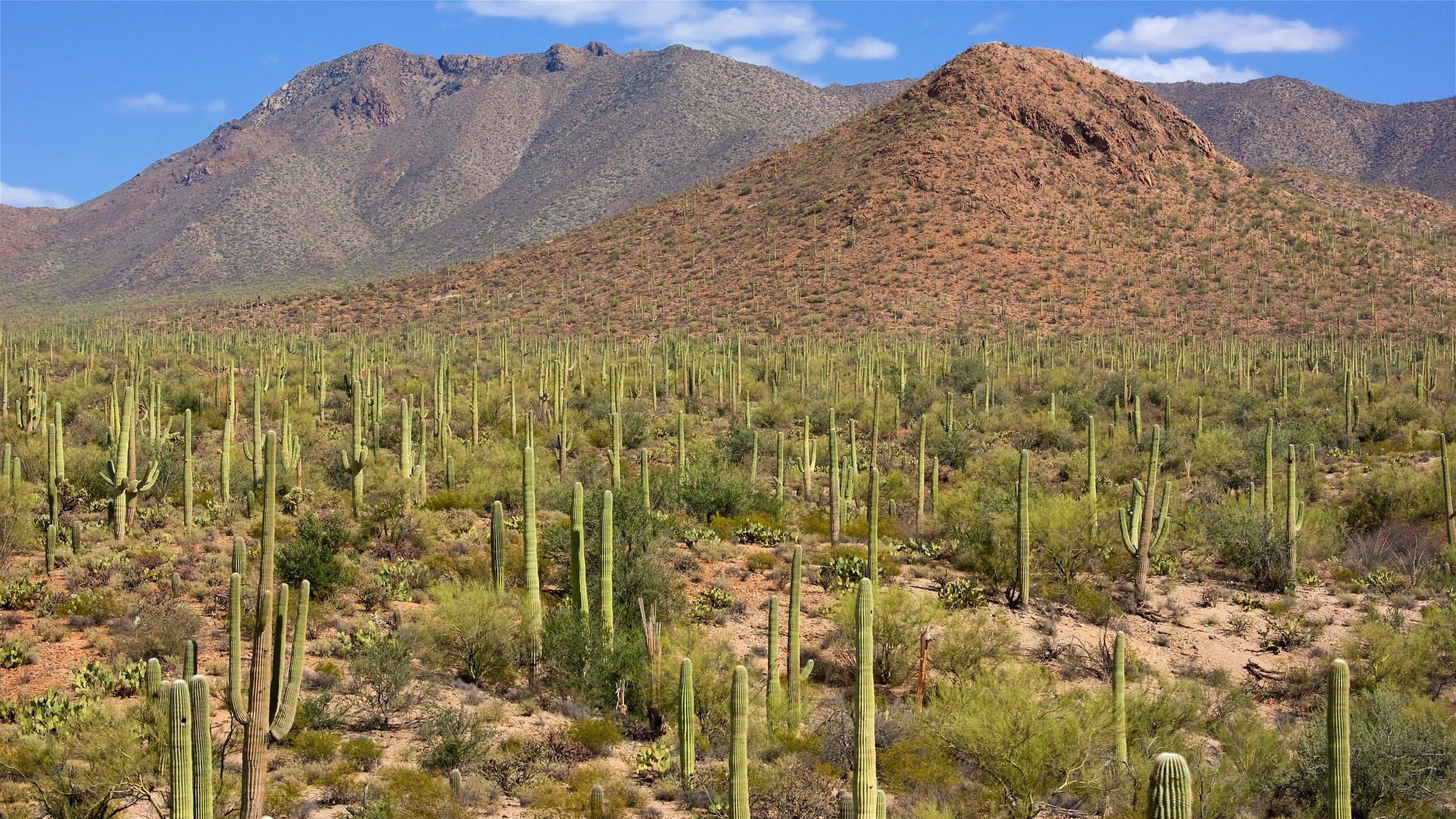 2560x1440 Saguaro National Park Tours