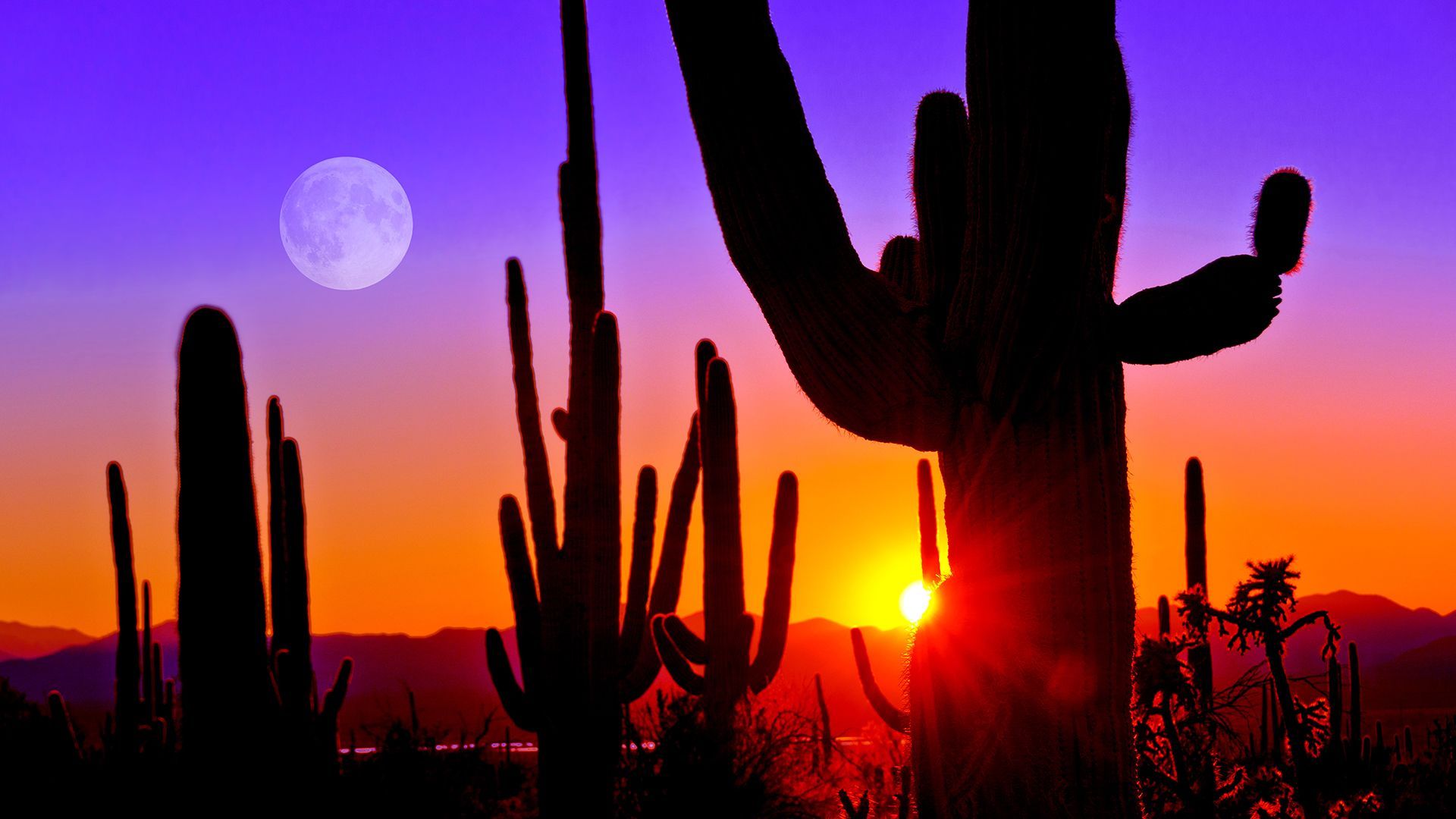 1920x1080 Sunset at Saguaro National Park near Tucson, Arizona, USA. Windows Spotlight Image