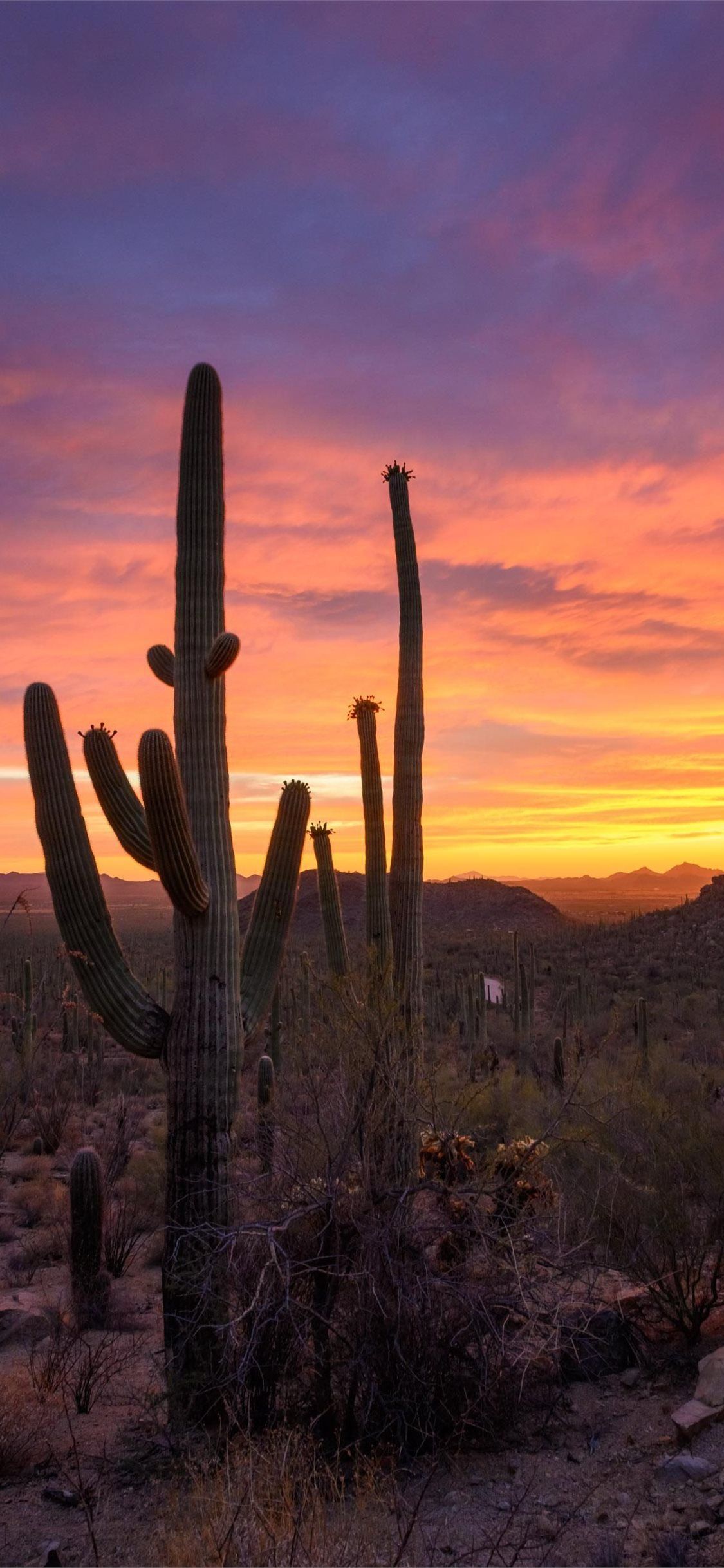 1125x2436 saguaro national park iPhone Wallpaper Free Download